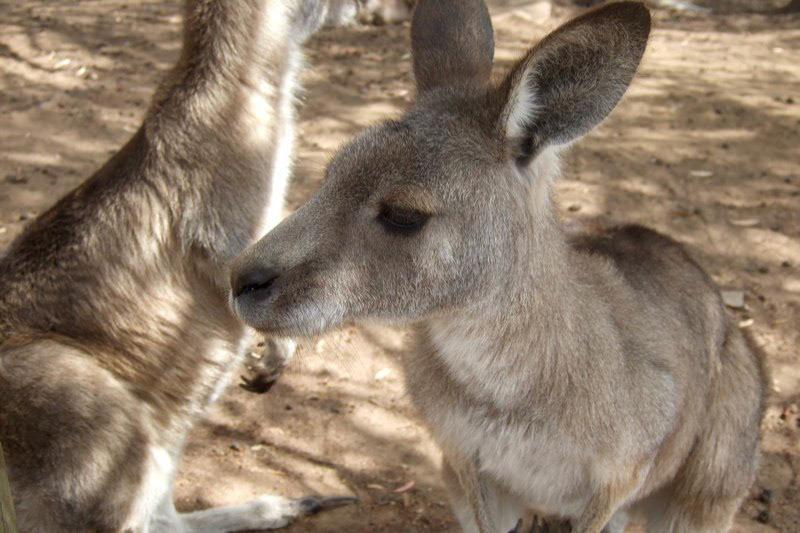 Australia and a few Misc. photos