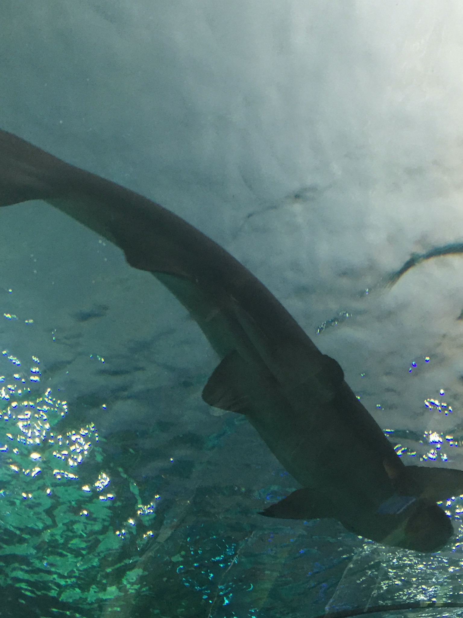 At Ripley's Aquarium of Canada