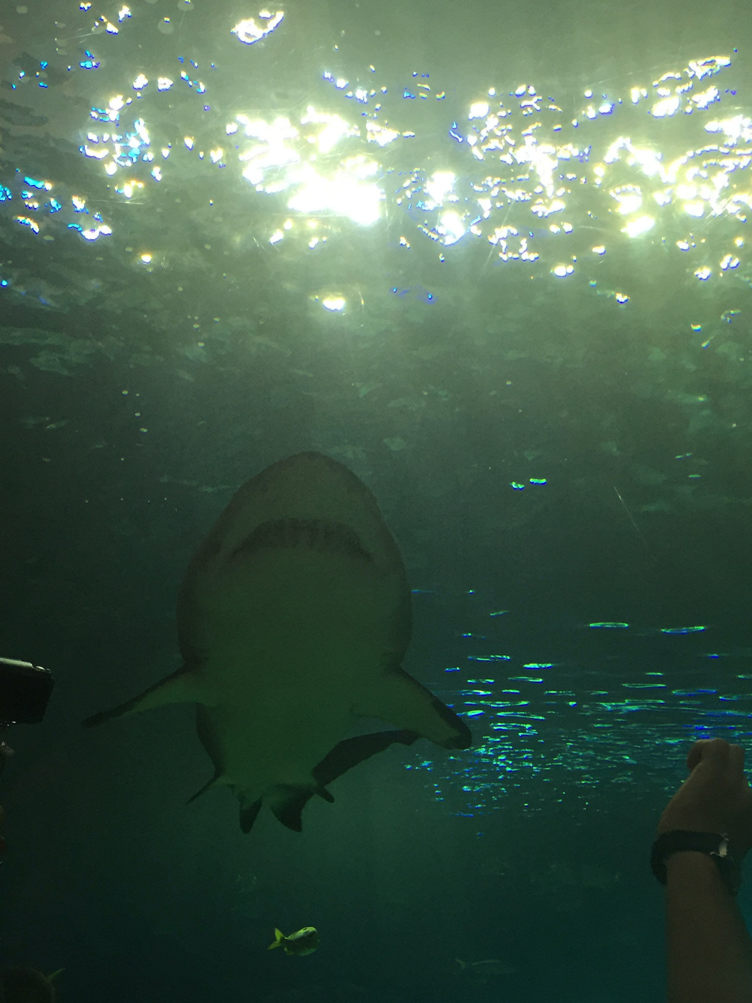 At Ripley's Aquarium of Canada