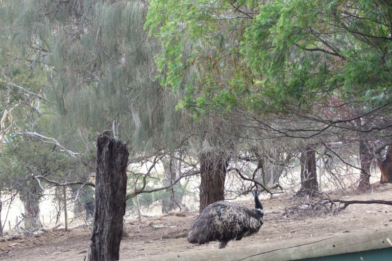 Australia and a few Misc. photos