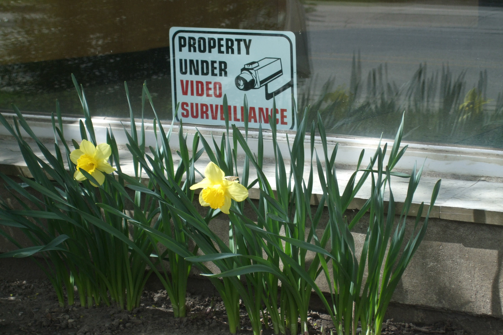 Spring is, uh, springing... in Old East. And the surveillance camera is watching the flowers grow