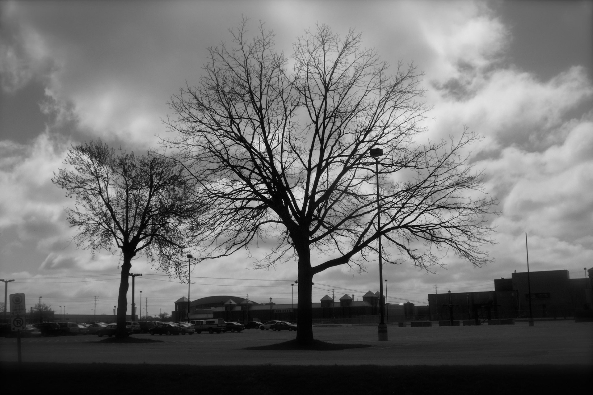 Against a cloudy sky, the two trees in the Western Fair parking lot contribute to the desolate mood of parts of Old East