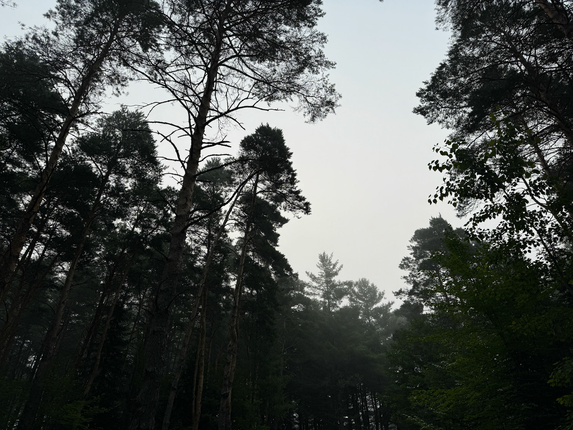 After a solid night's sleep, I awoke at dawn and was treated to the magical mist in the forest