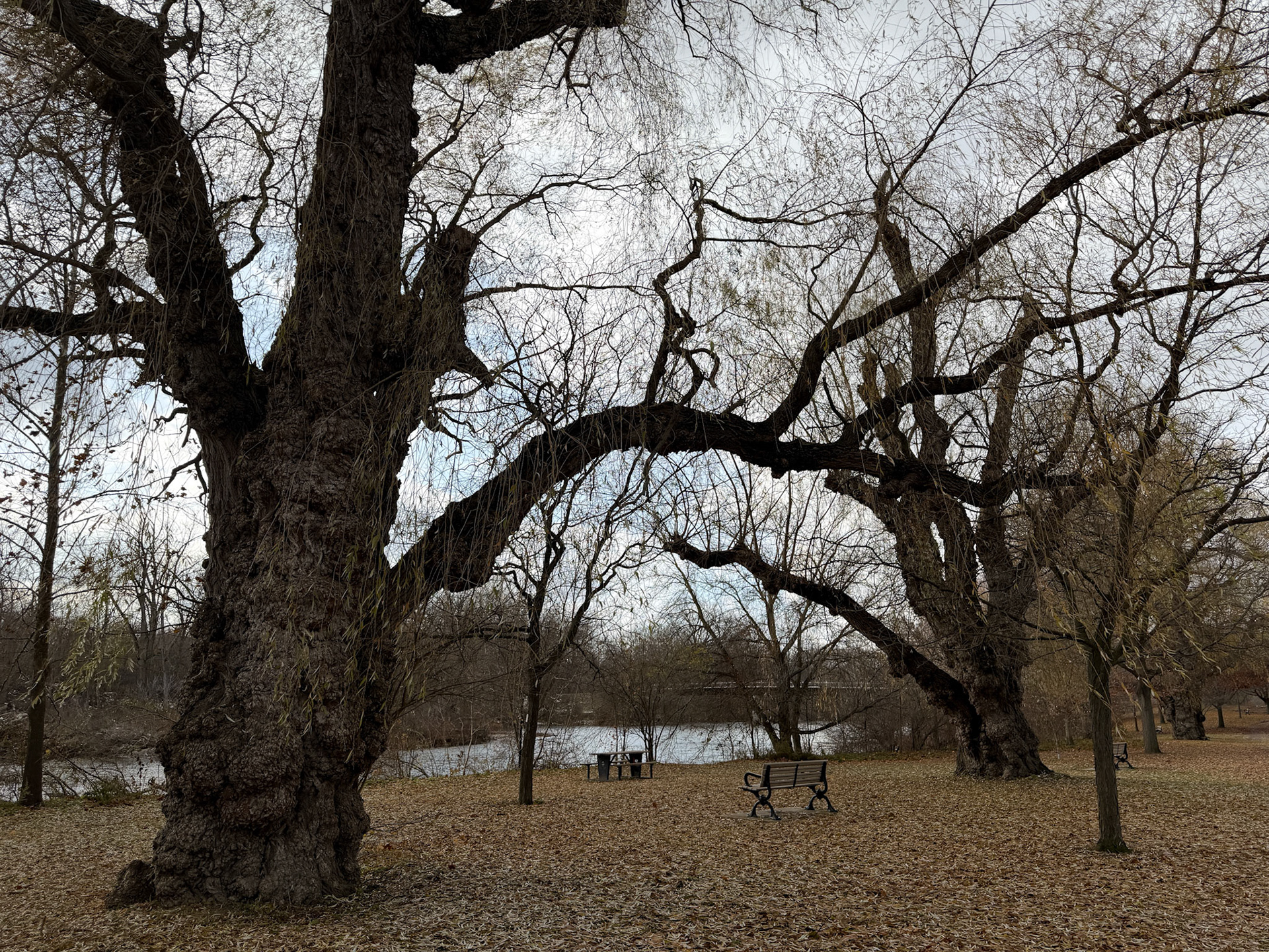 Early winter walk at Gibbons Park - Nov 21-2025