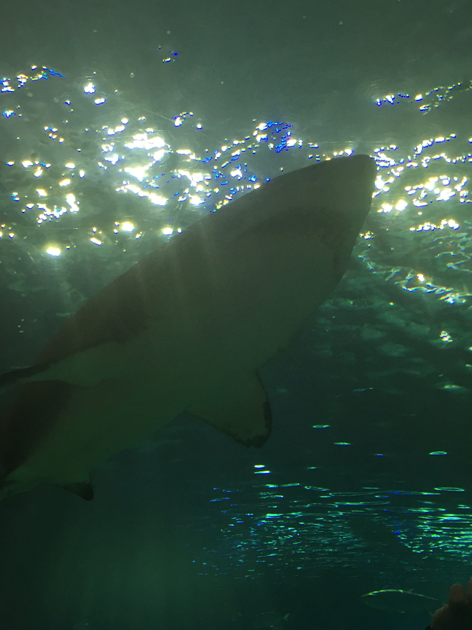 At Ripley's Aquarium of Canada