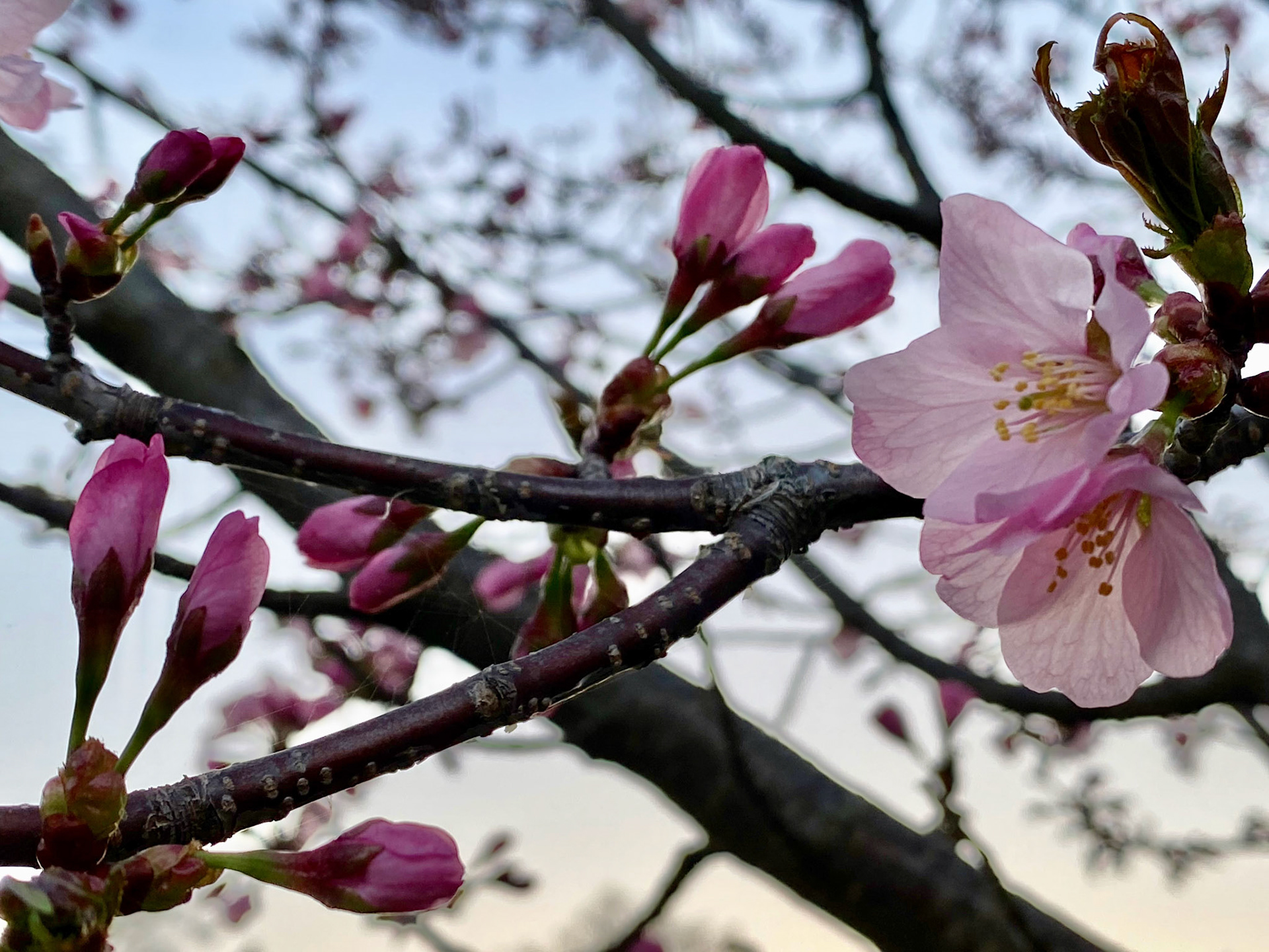 Spring sunset walk at Mount Pleasant Cemetery - April 15, 2023