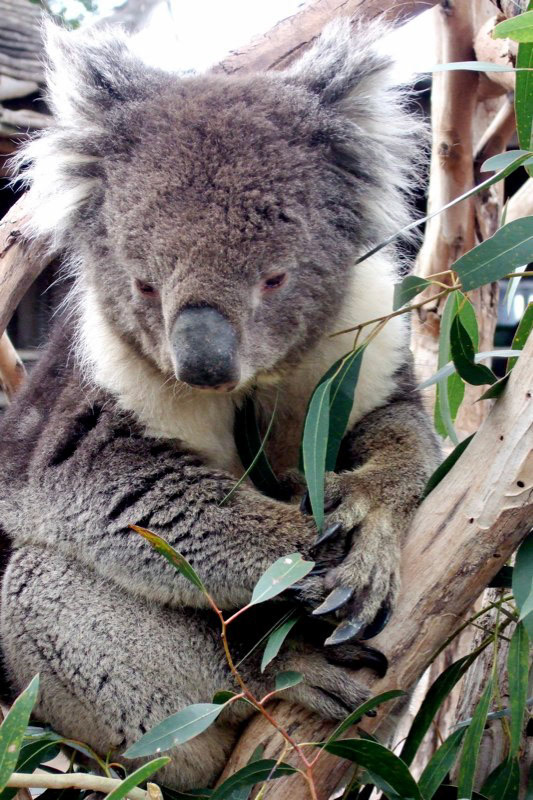 Australia and a few Misc. photos