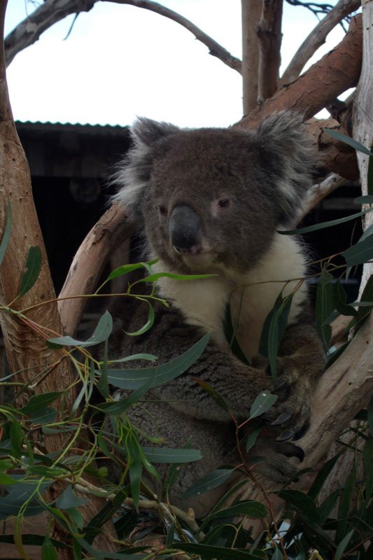 Australia and a few Misc. photos