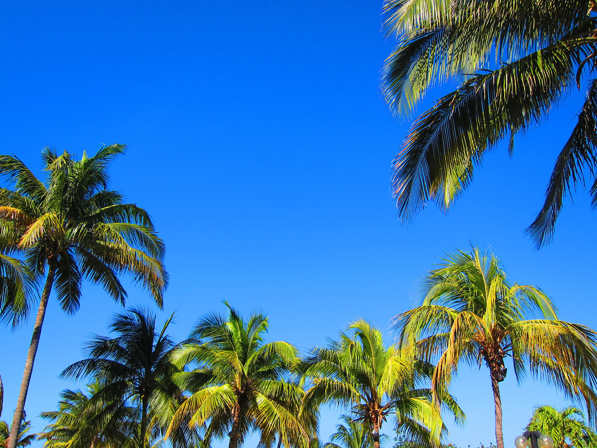 Palm trees and gorgeous weather!