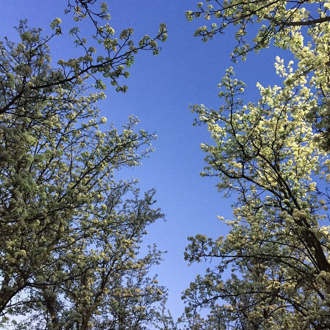 Spring 2018