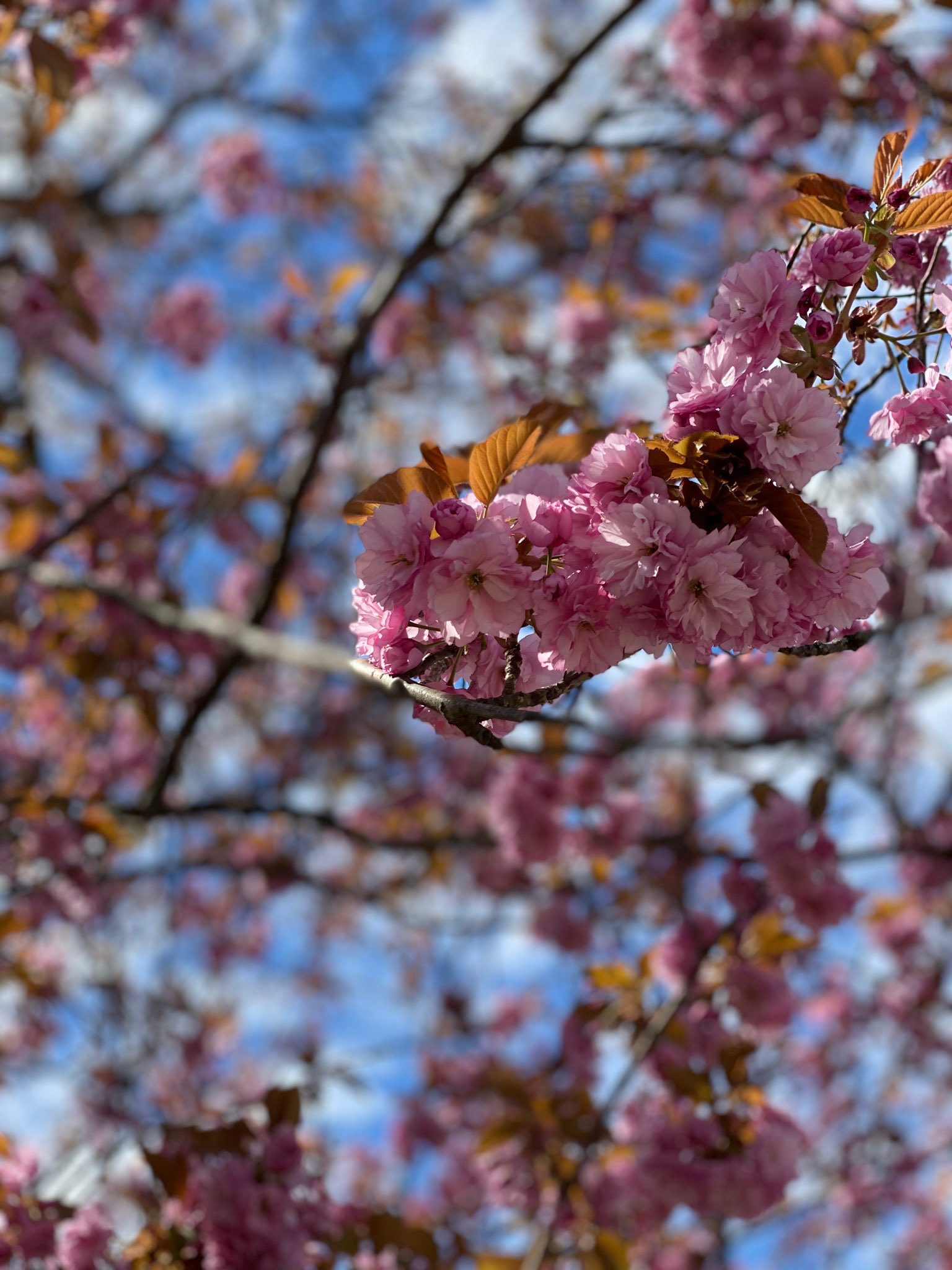 Spring blossoms in Wortley, London, Ontario