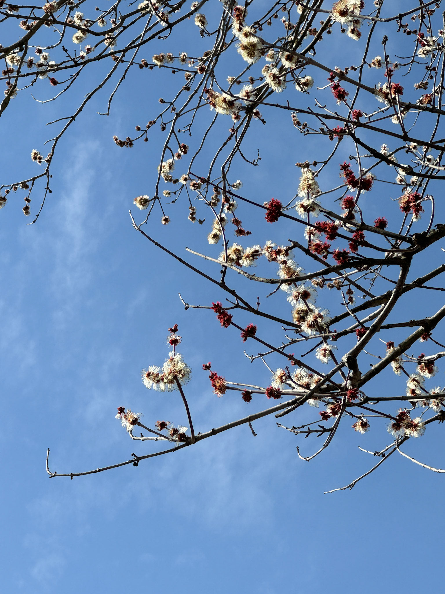 Tree buds - March 8, 2024