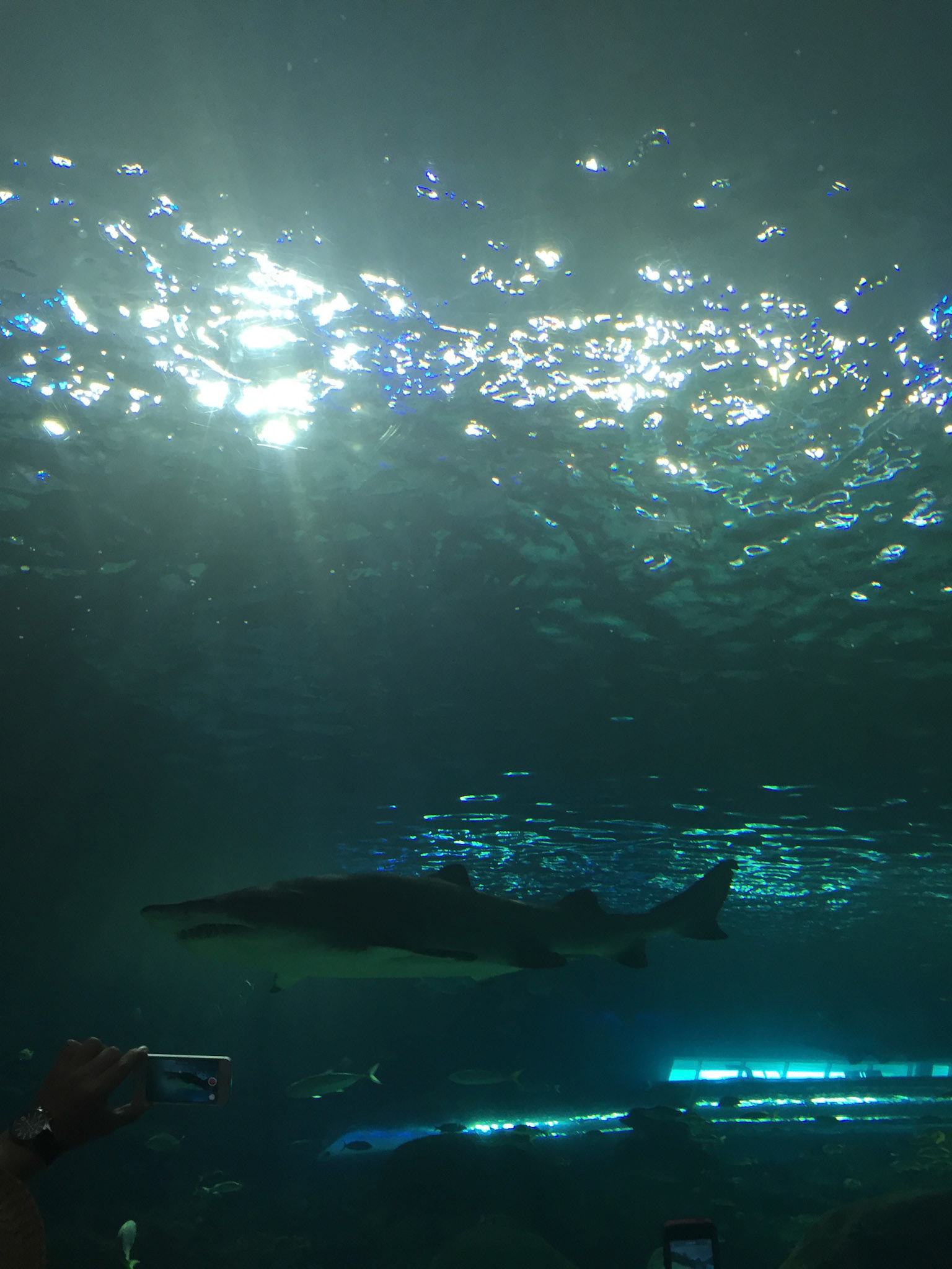 At Ripley's Aquarium of Canada