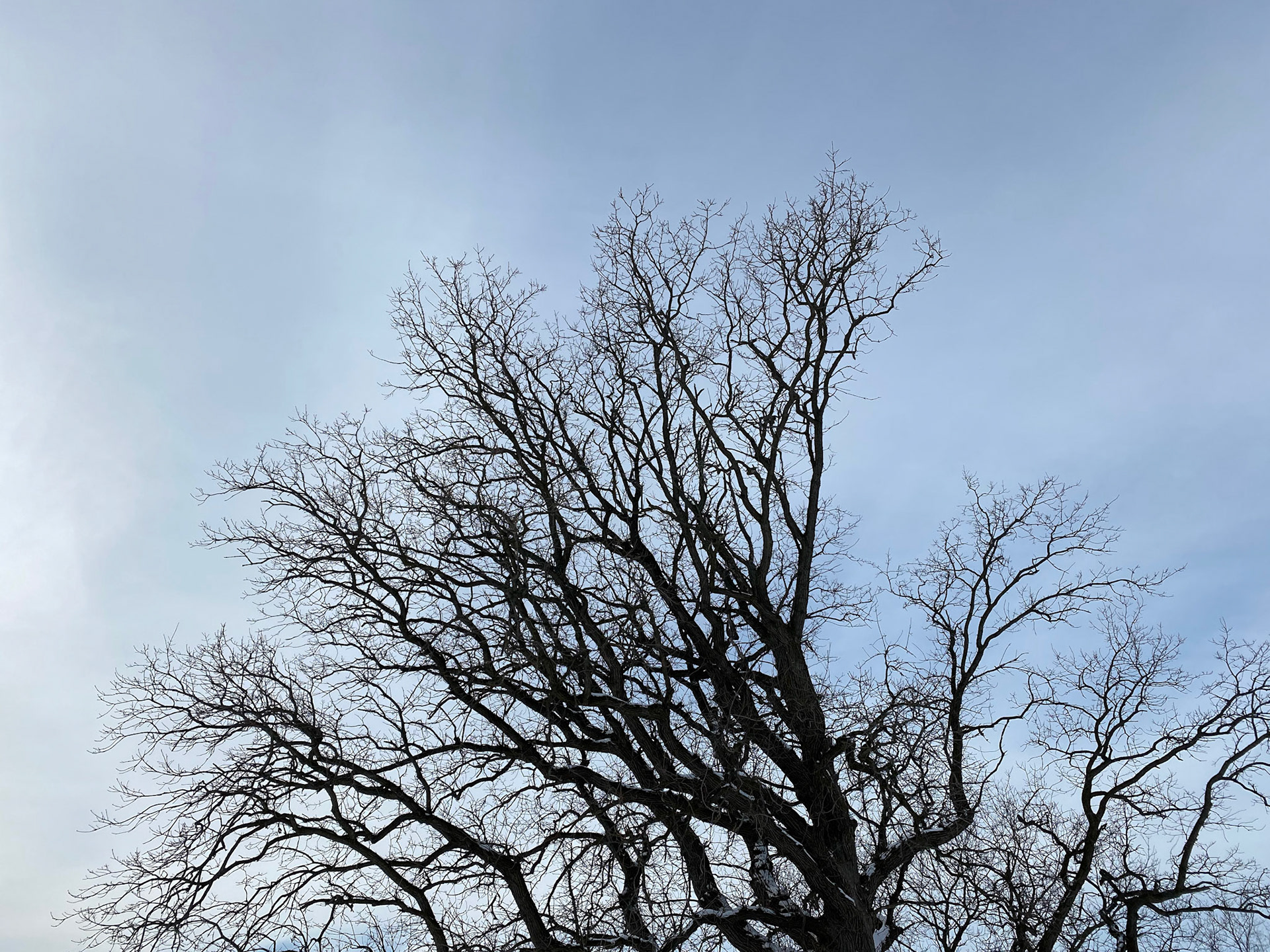 Snowshoeing - Dec 27, 2020