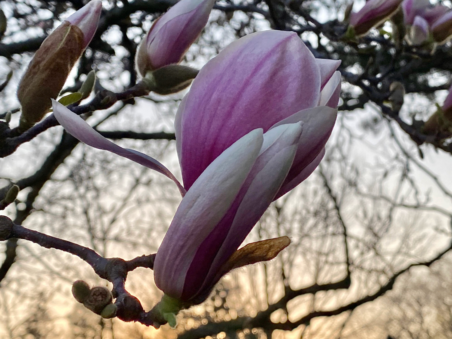 Spring sunset walk at Mount Pleasant Cemetery - April 15, 2023