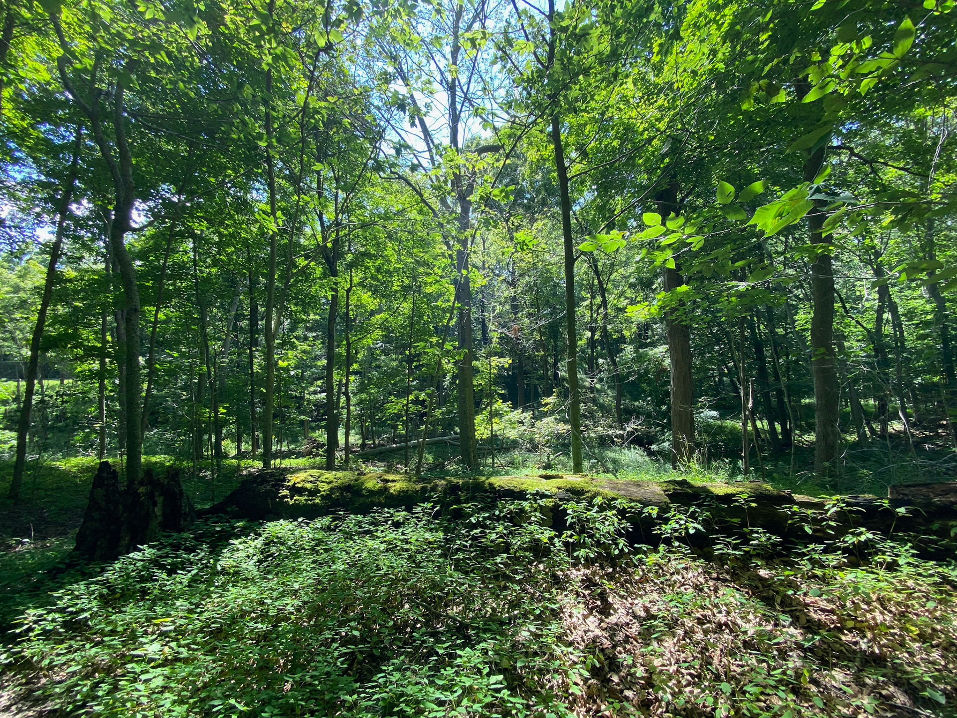 Visit with Emerson at John E. Pierce Provincial Park