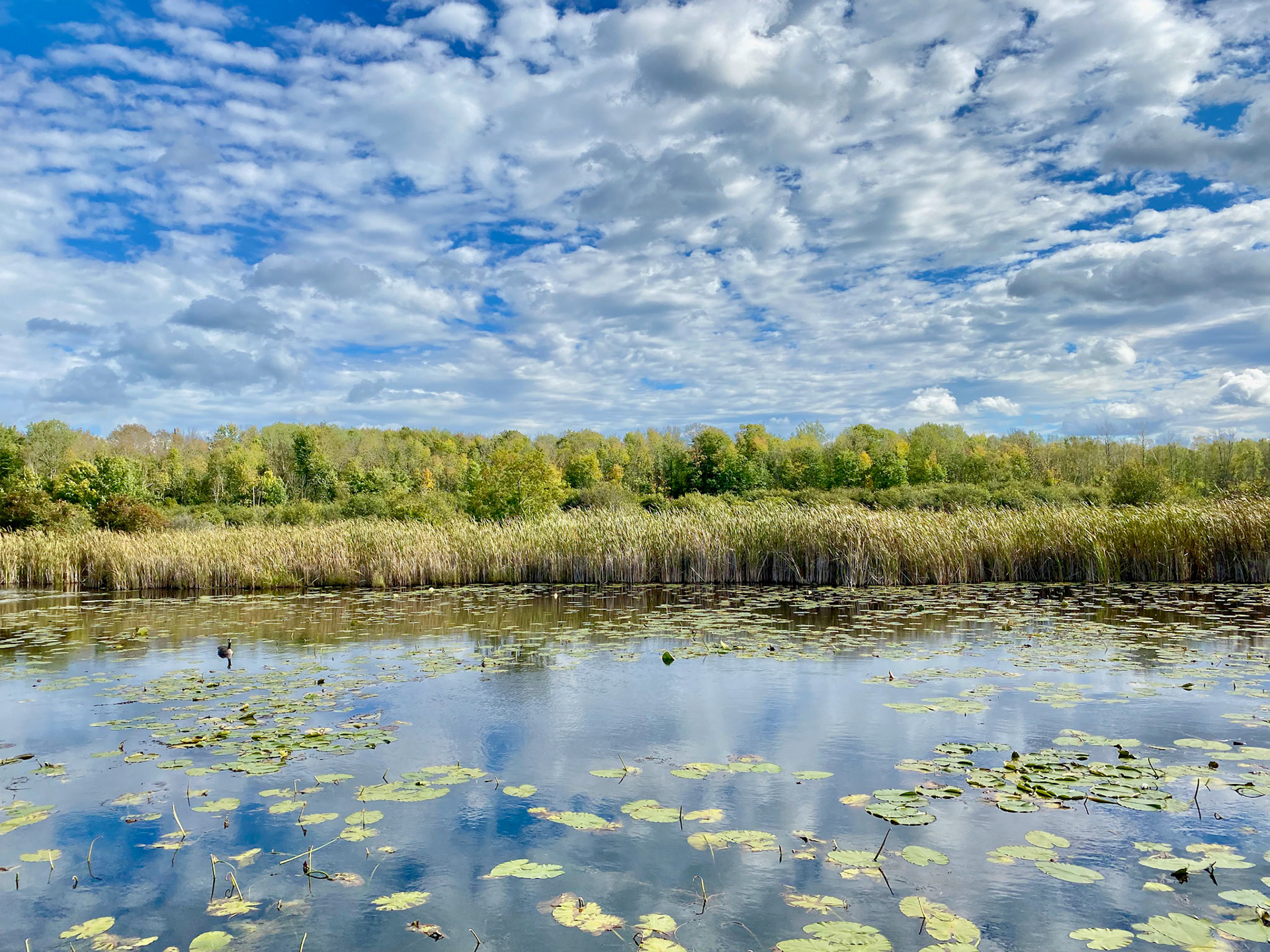 Visit to beautiful Wye Marsh