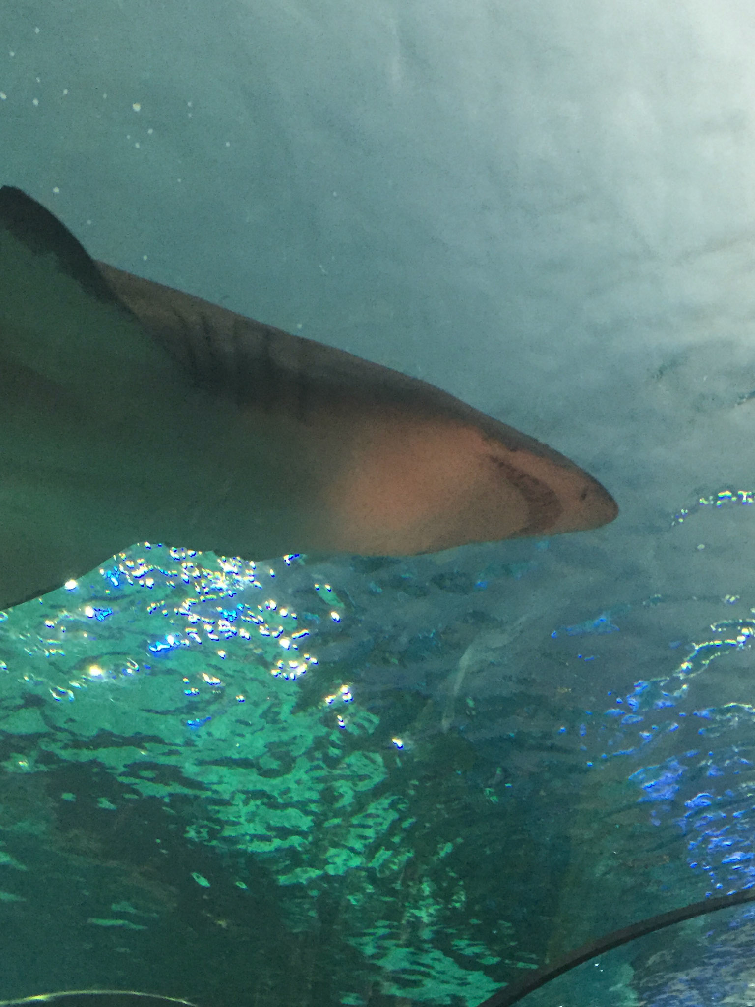 At Ripley's Aquarium of Canada