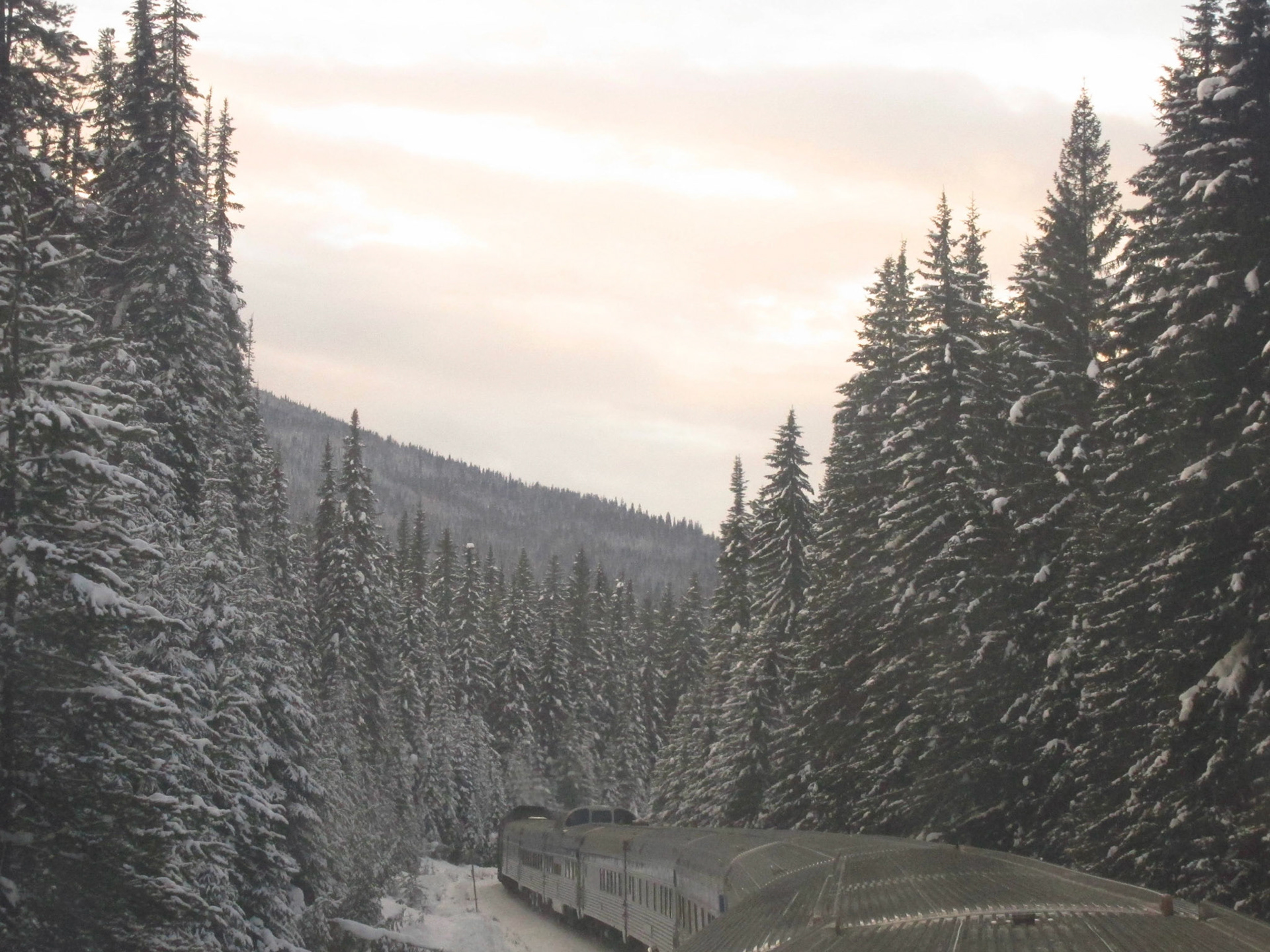 Towering pines dwarf The Canadian as we cut a narrow pass through the Rocky Mountains