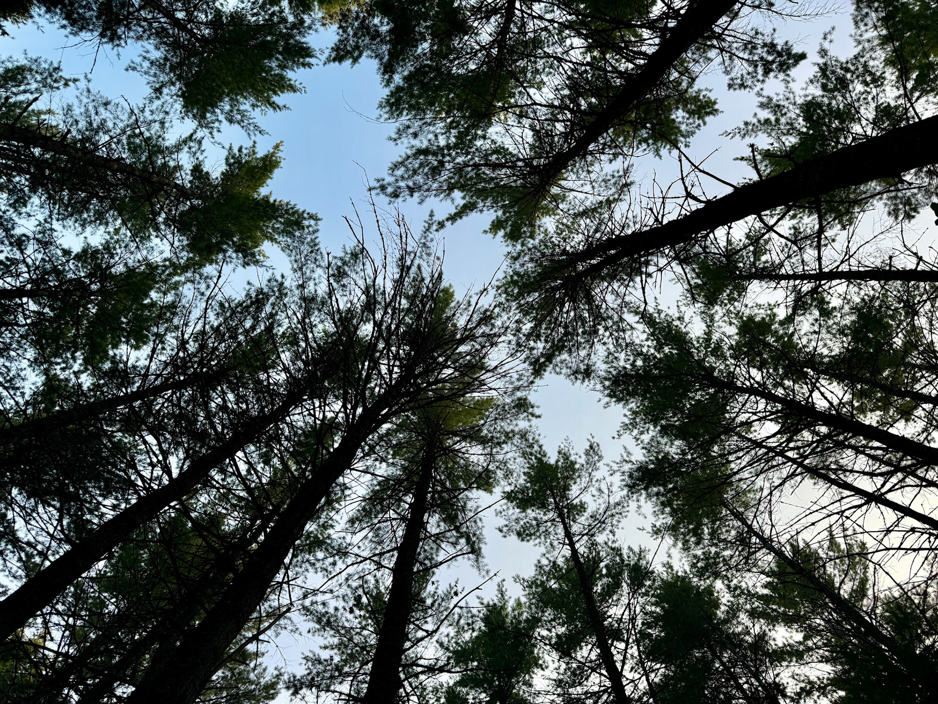 We arrived at our picturesque campsite at Kearney Lake - it had plenty of trees