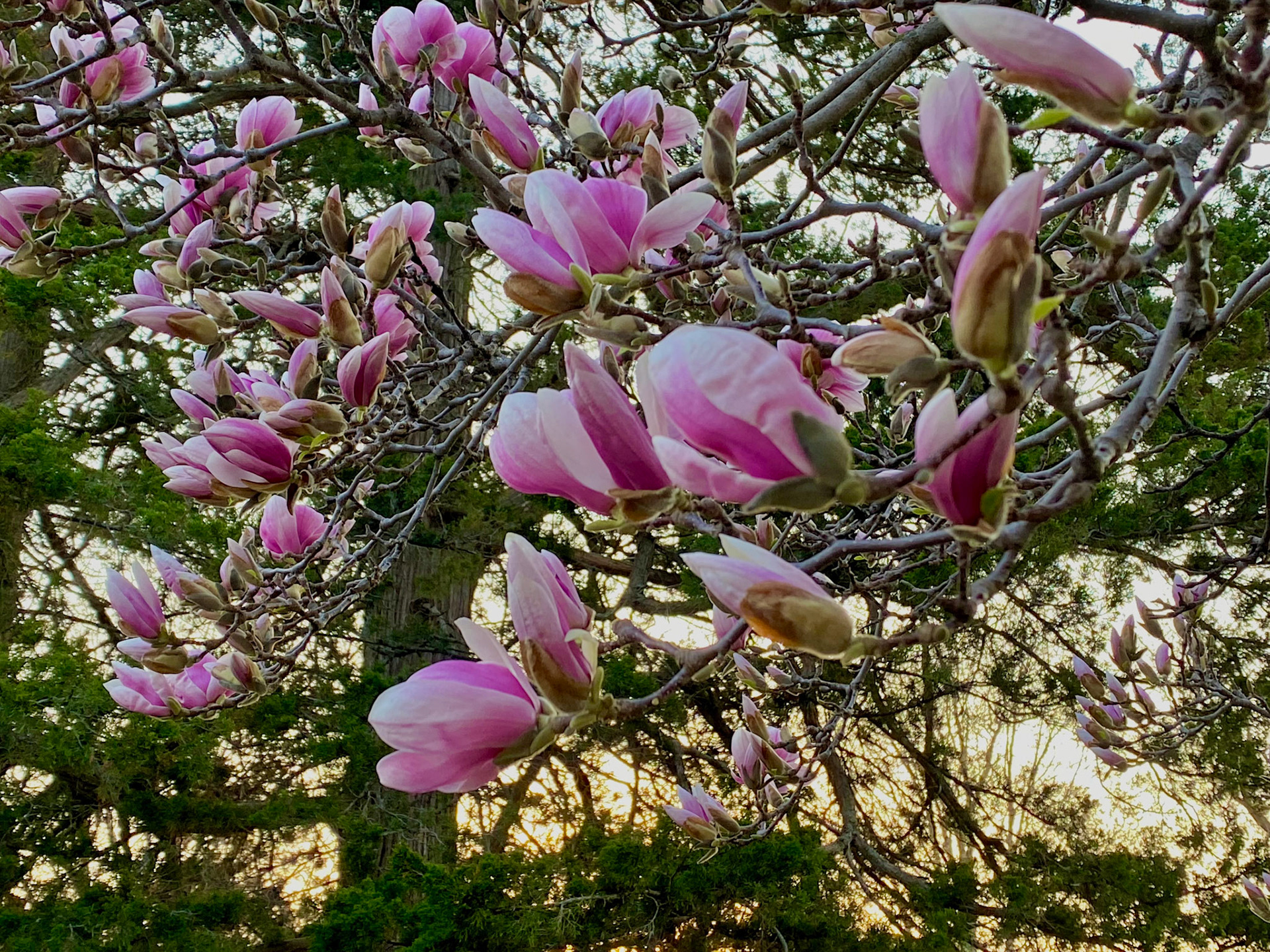 Spring sunset walk at Mount Pleasant Cemetery - April 15, 2023