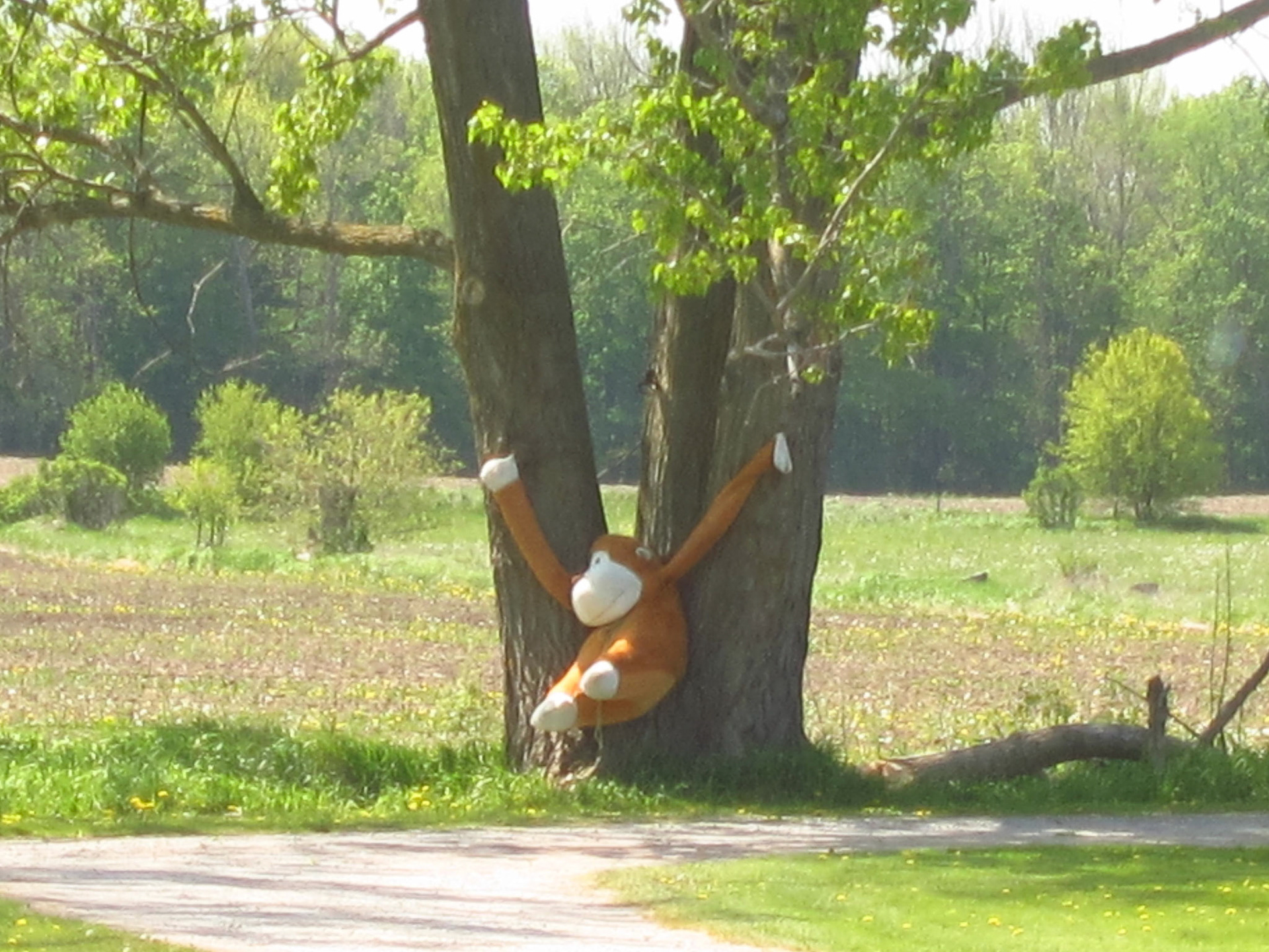 Spotted on the side of the road not far from Keswick, Ontario