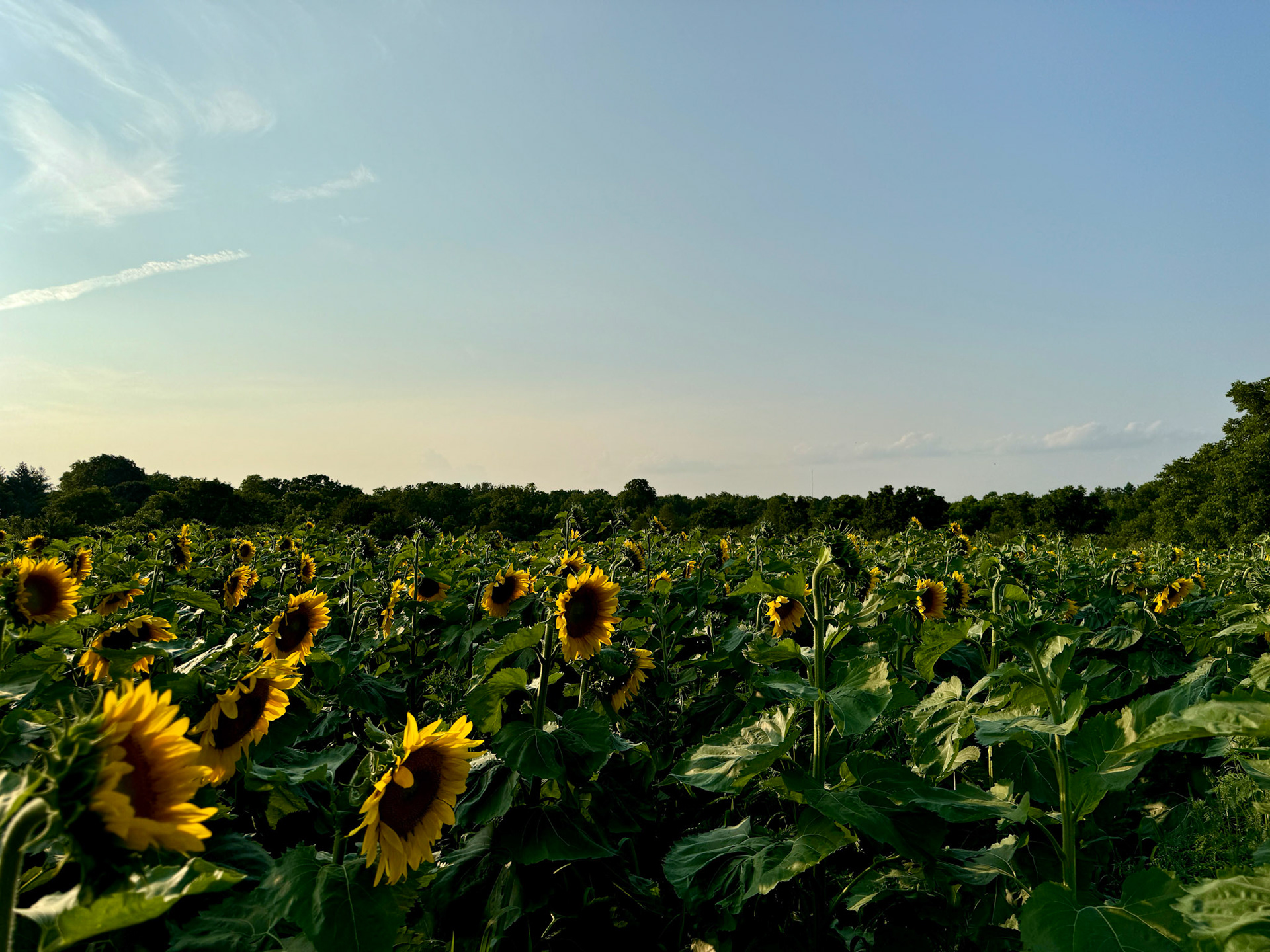 Sunflower field near St. Thomas with Dane, July 31, 2024
