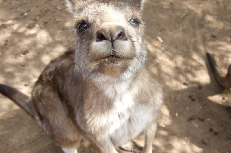 Australia and a few Misc. photos