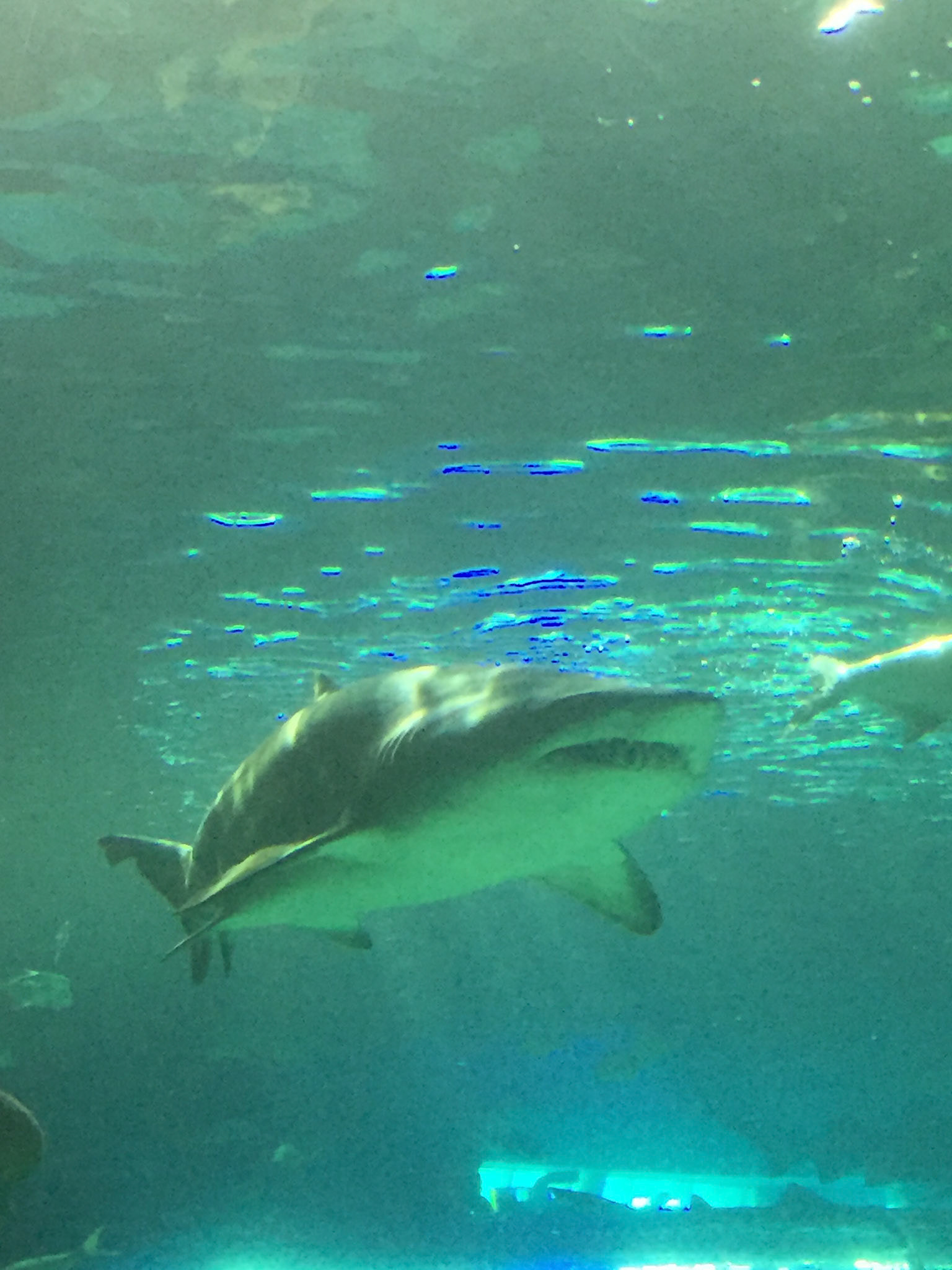 At Ripley's Aquarium of Canada