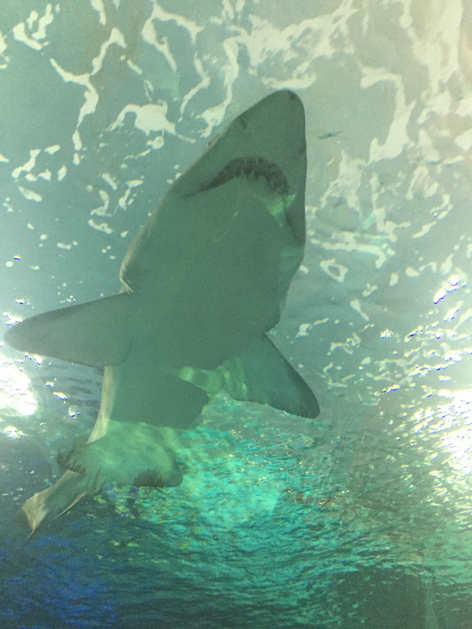 At Ripley's Aquarium of Canada