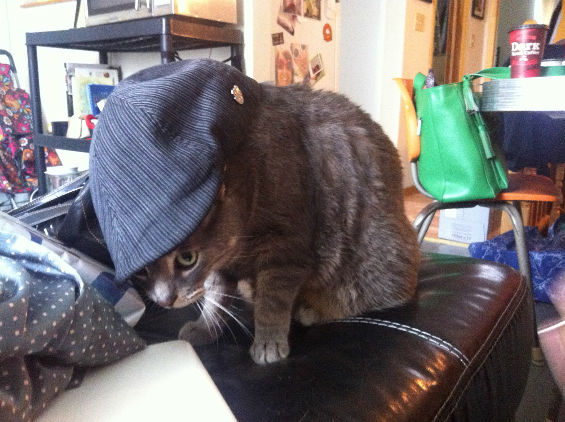 Erin's cat Baxter is such a hipster