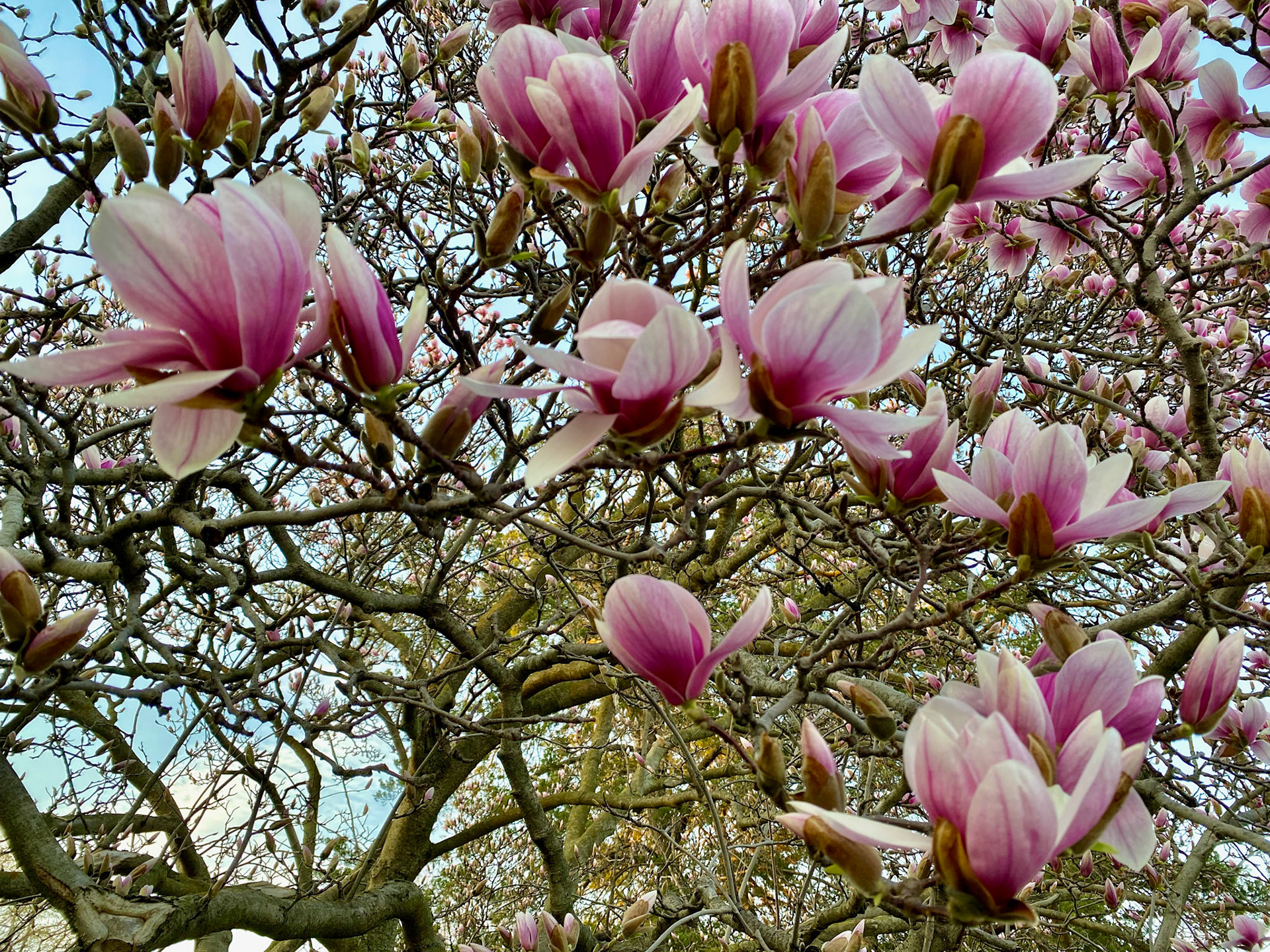 Spring sunset walk at Mount Pleasant Cemetery - April 15, 2023