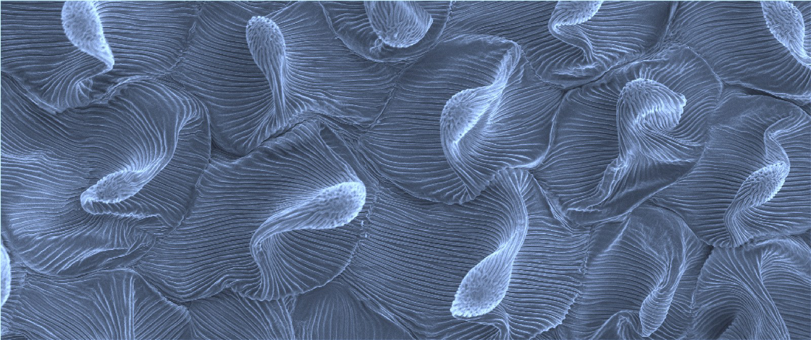 SEM micrograph of the petal of a nigella damascena (credit to B. Wilts)
