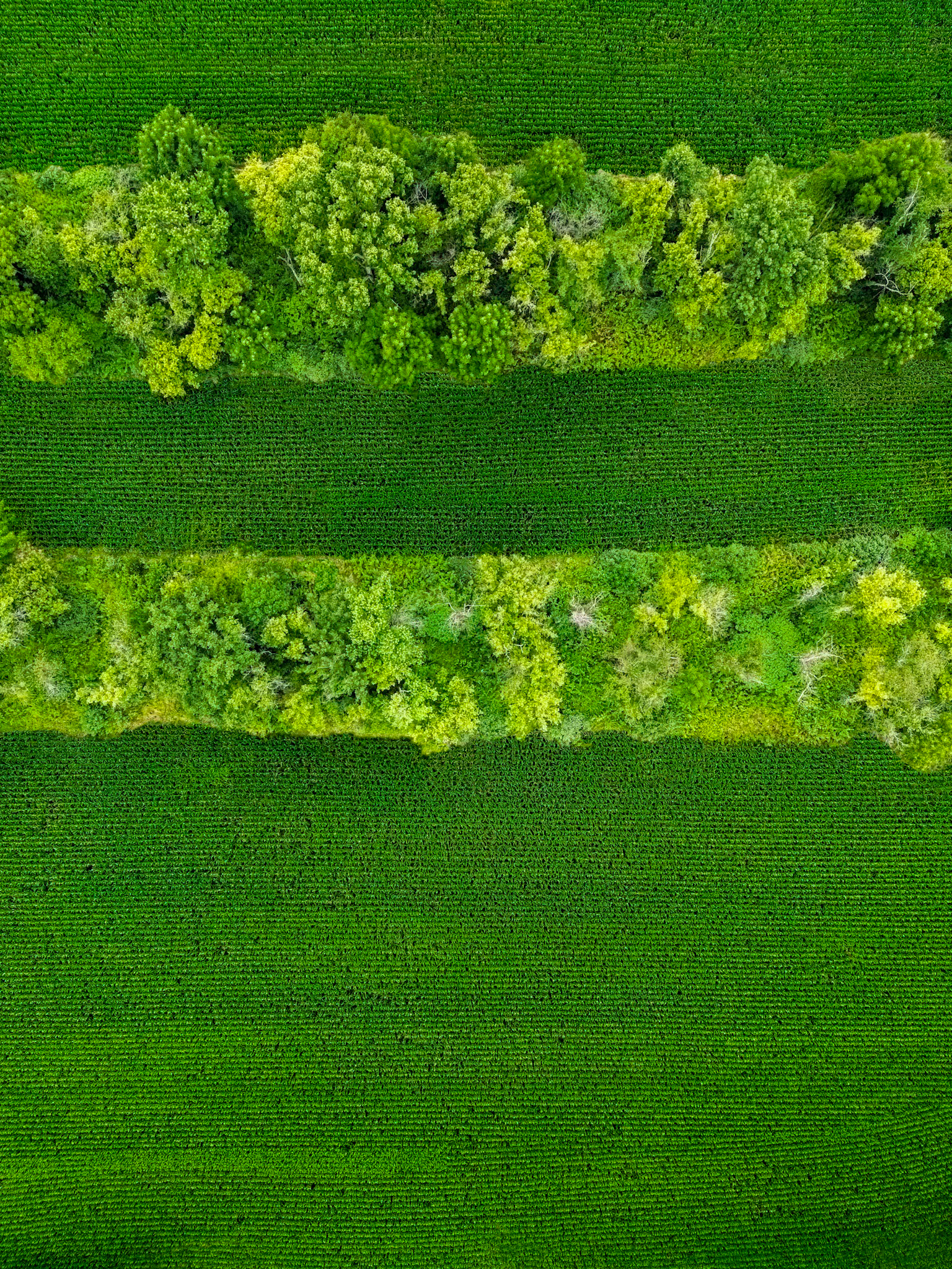 Green Divided by Green