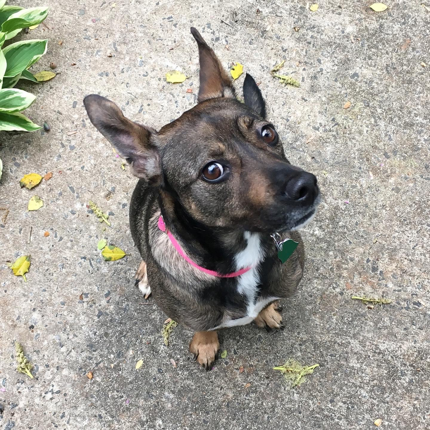 Ellie Belle