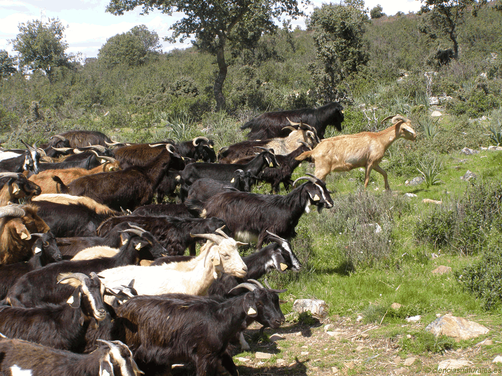 Clasificación de Vertebrados en "cienciasnaturales.es"