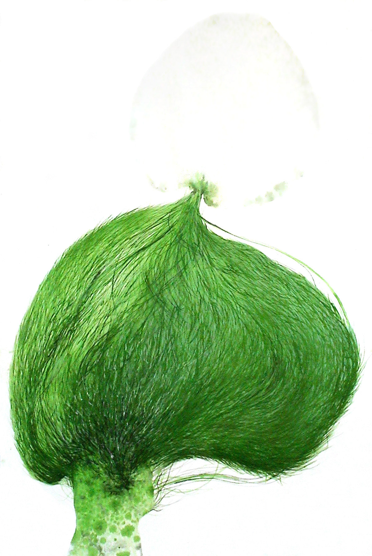 MUTATION