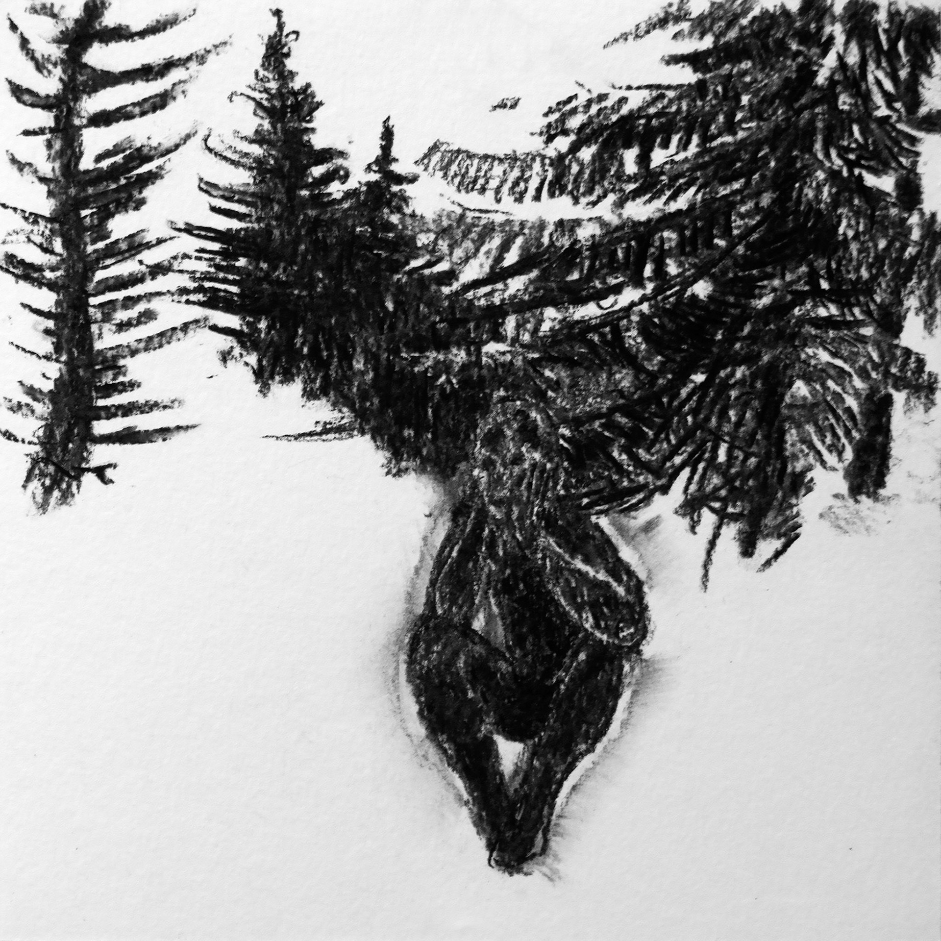 Forest dreamer, fusain sur papier, 24x24, 2015