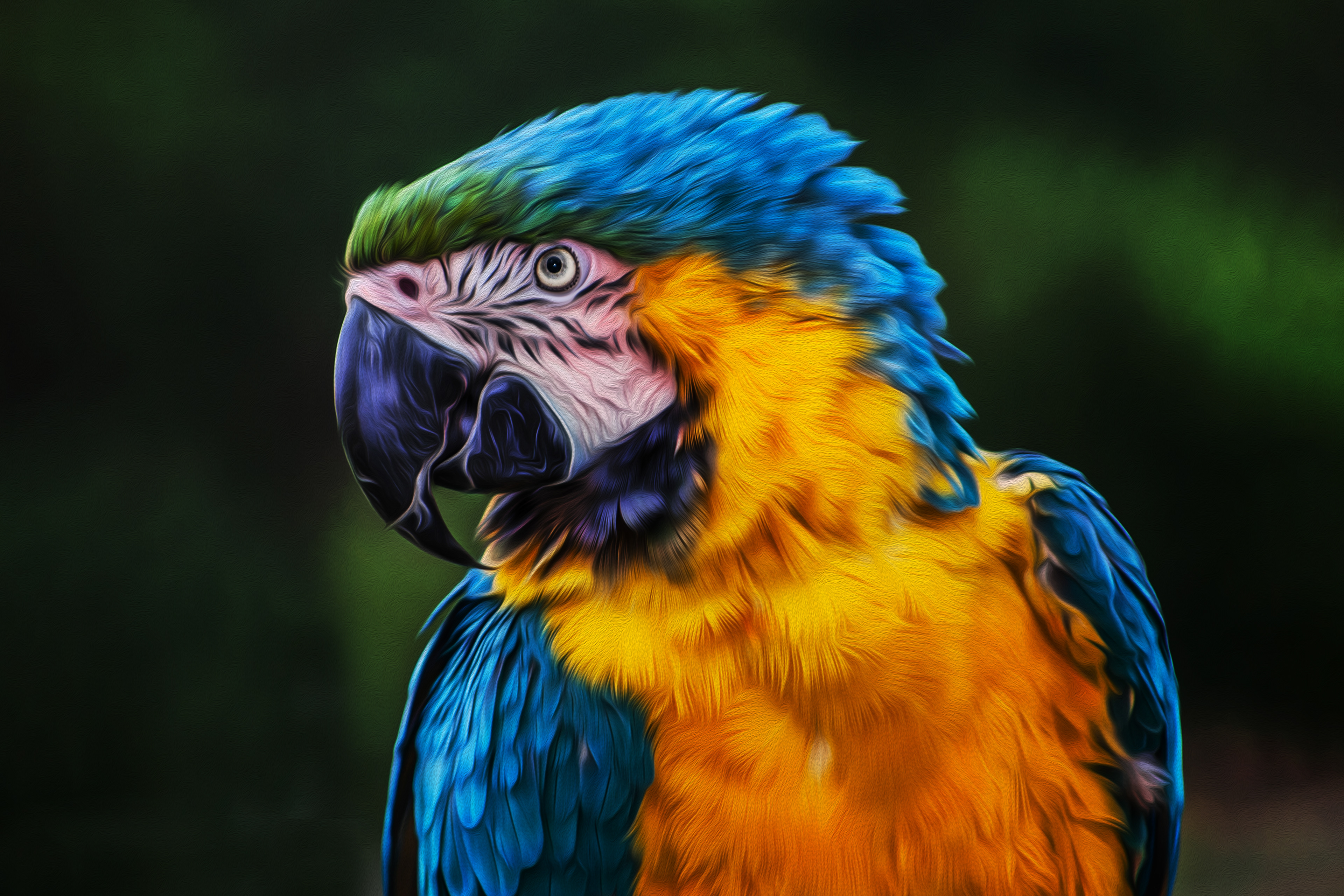 Blue and Gold Macaw