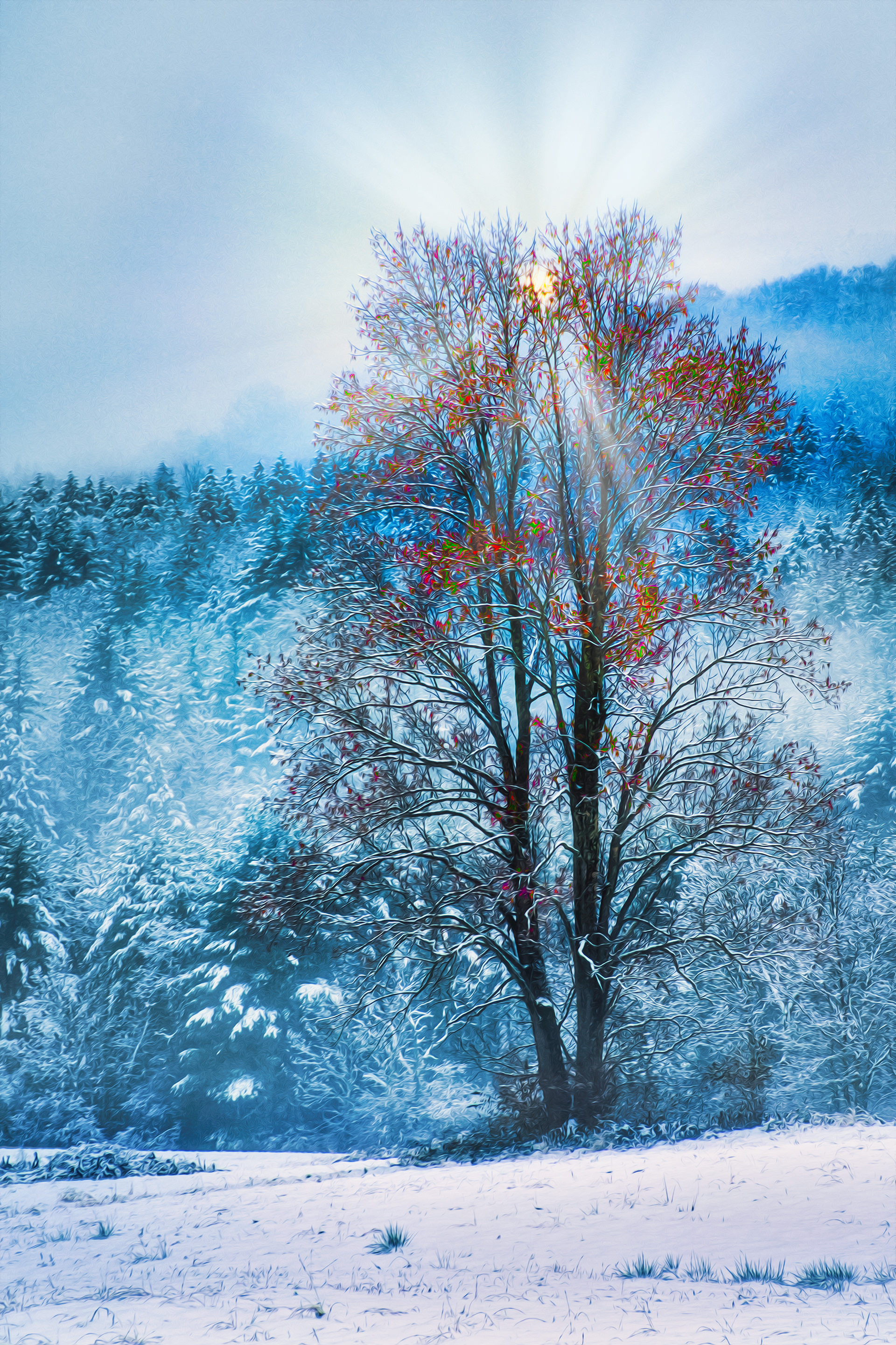 Tree Snow and Fog Sunrise