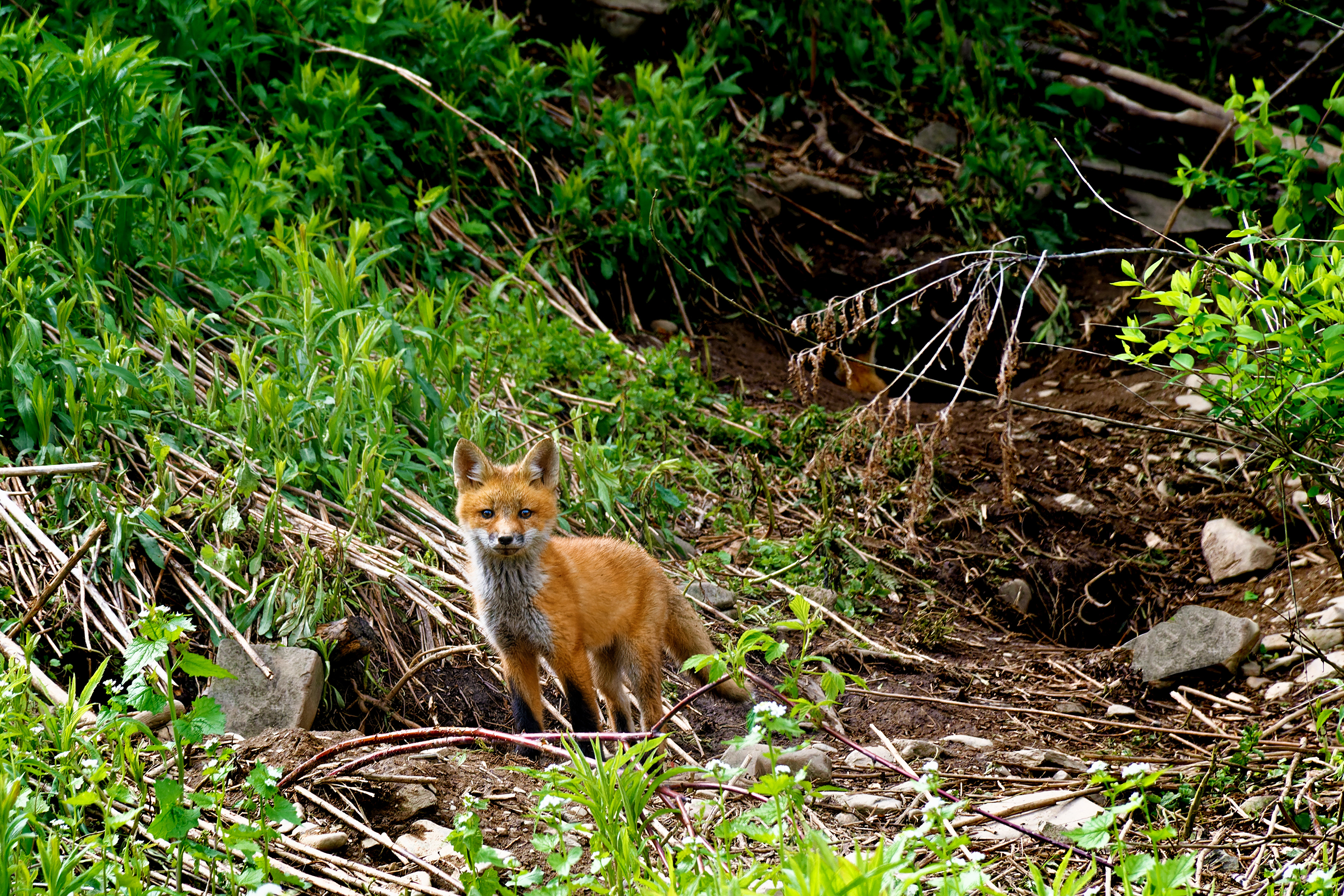 Fox Pup Alone
