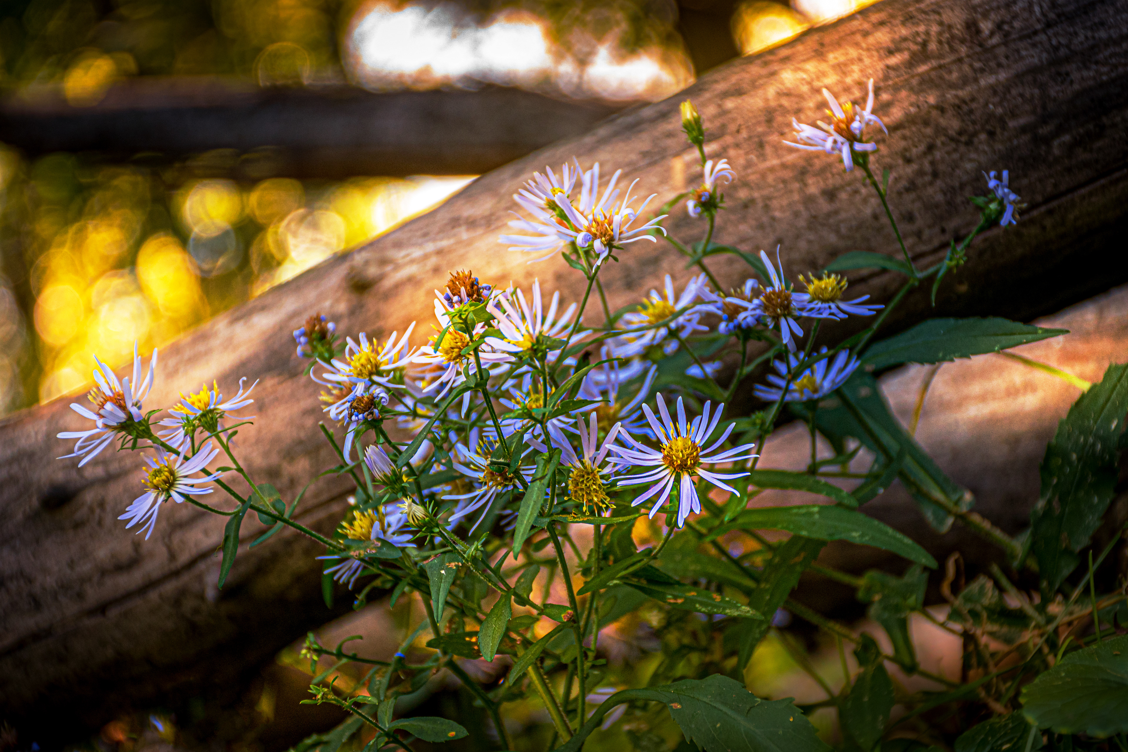 Flowers and Fence
