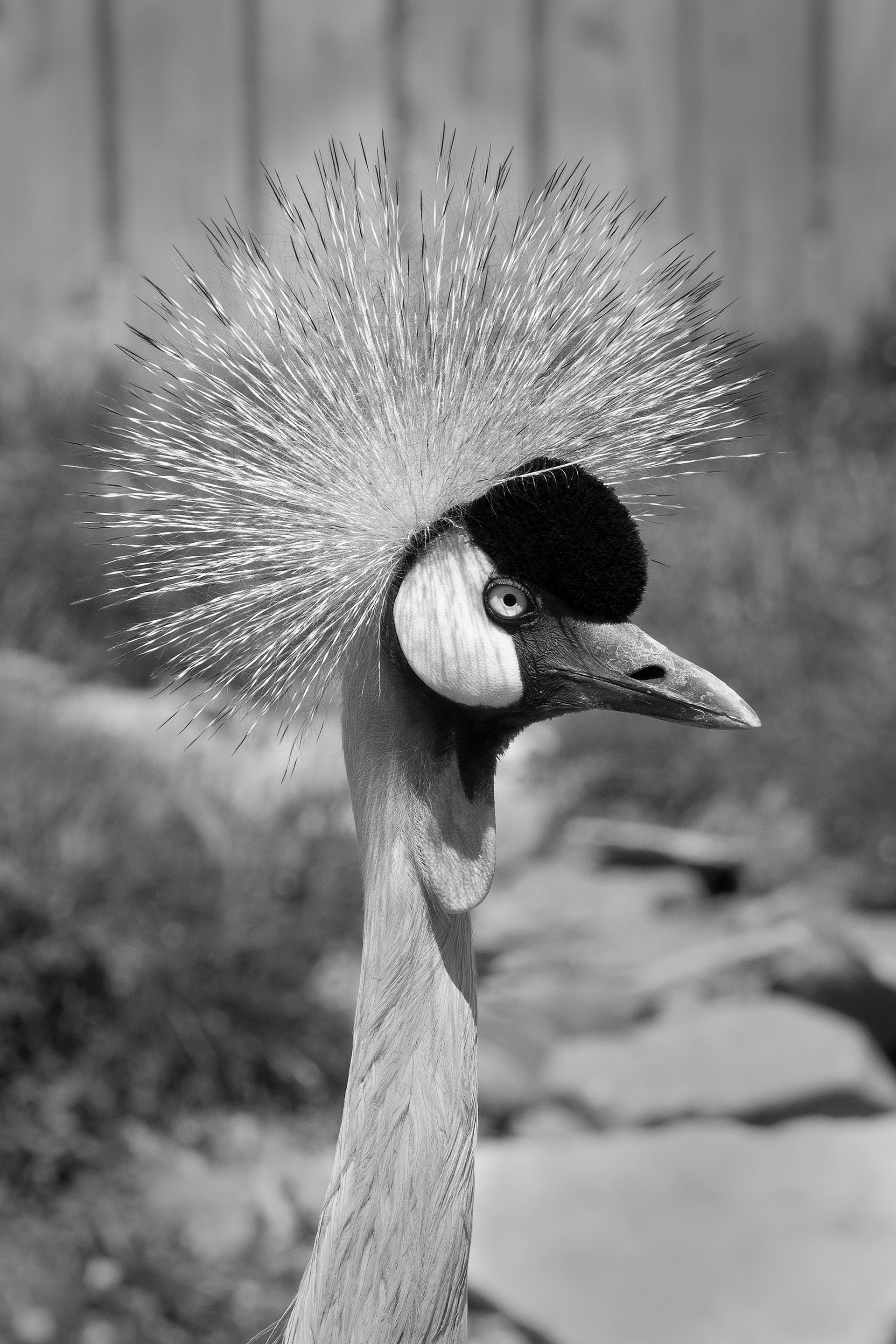 Crowned Crane B&W