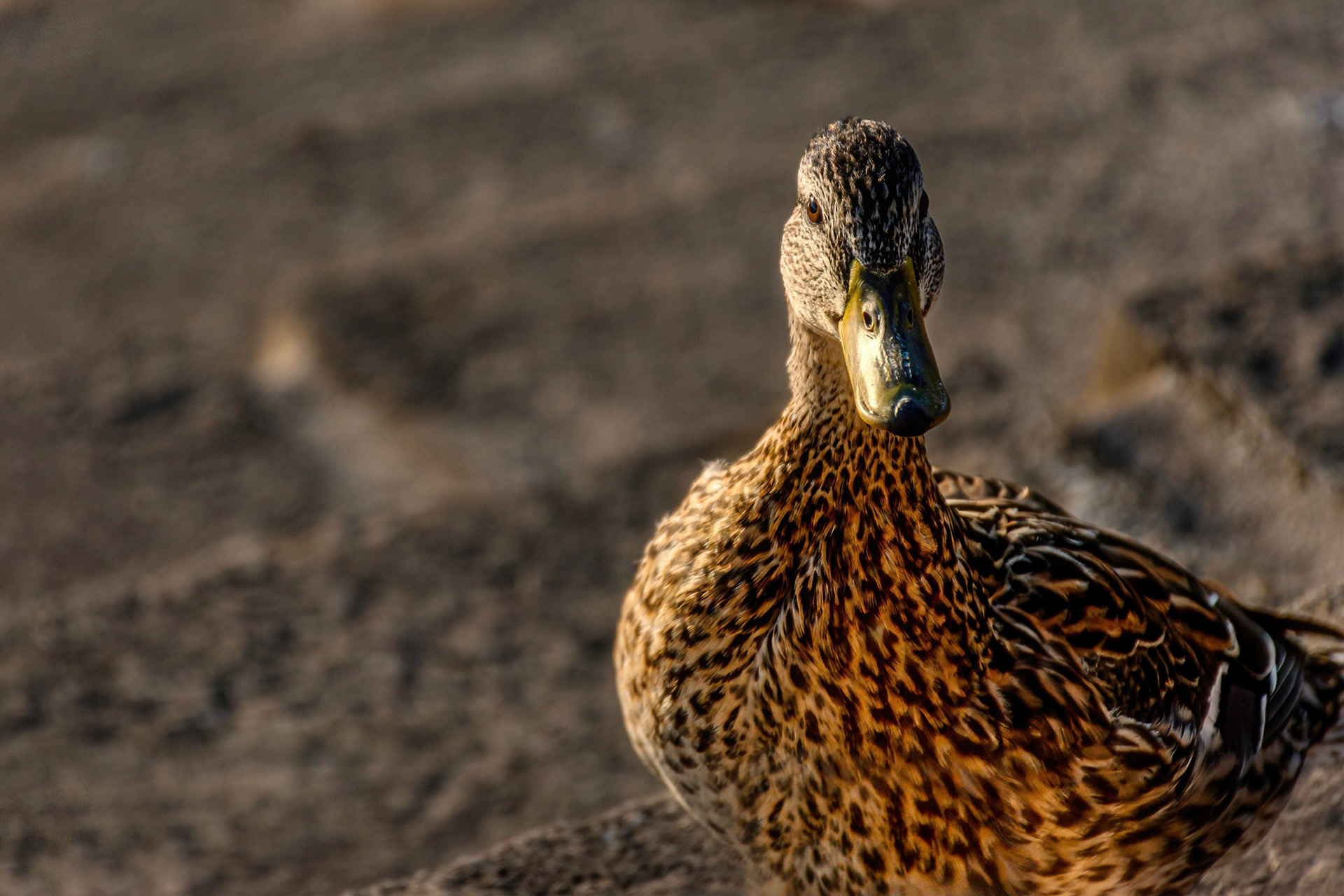 A Mallard Hen Looking Directly at Me