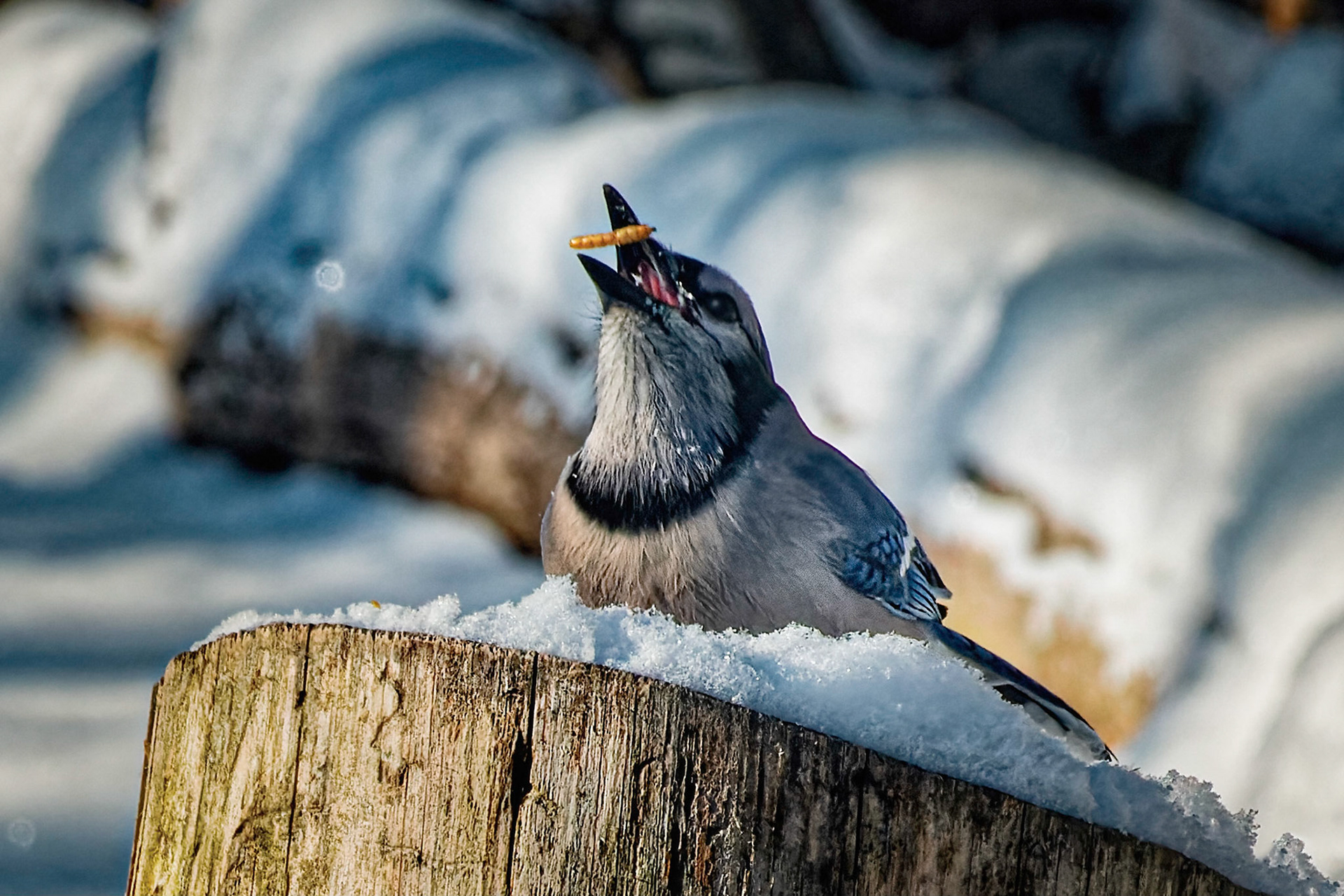 Bluejay Enjoying a Mealworm