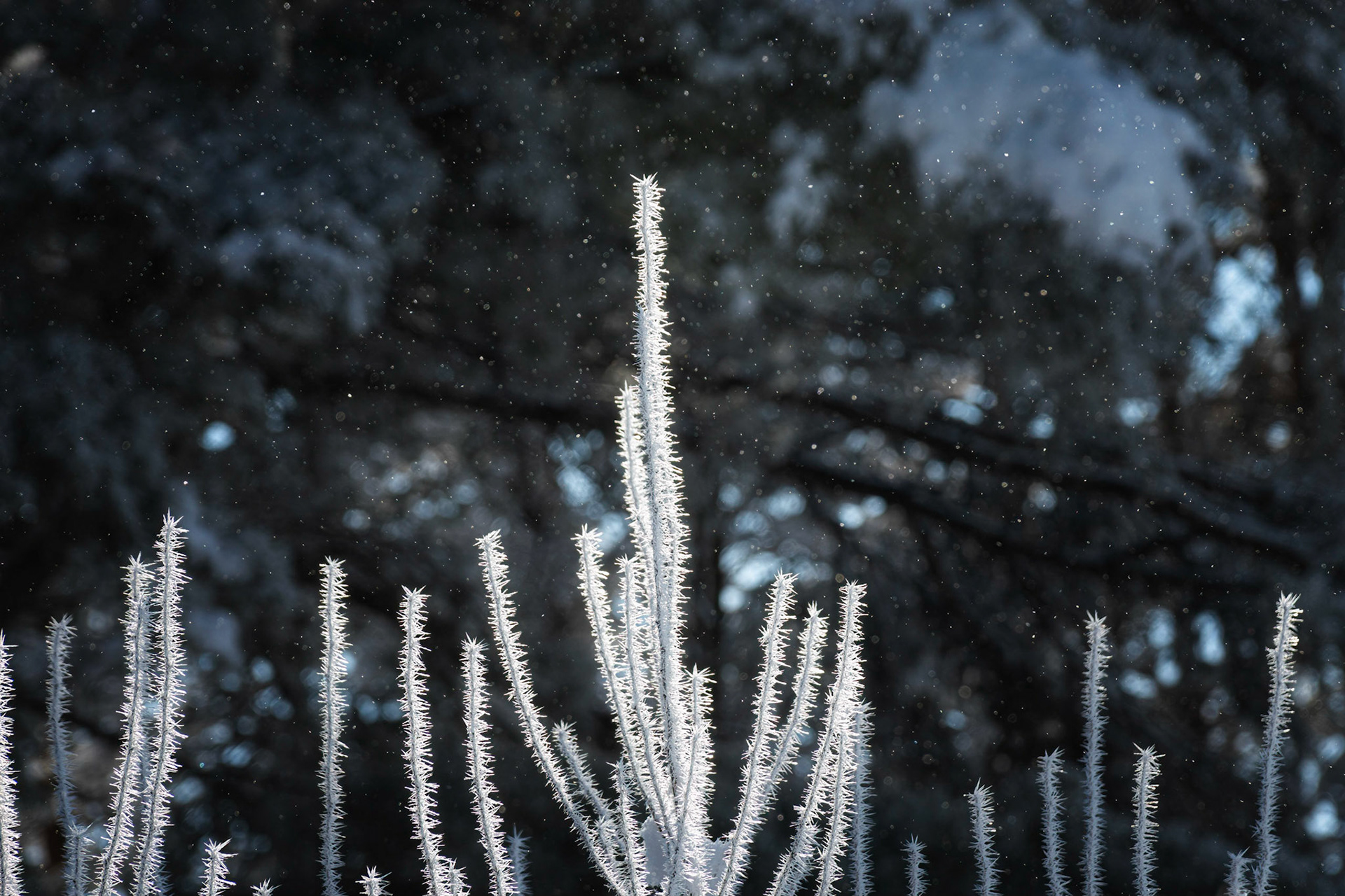 Ice Crystals on Branches