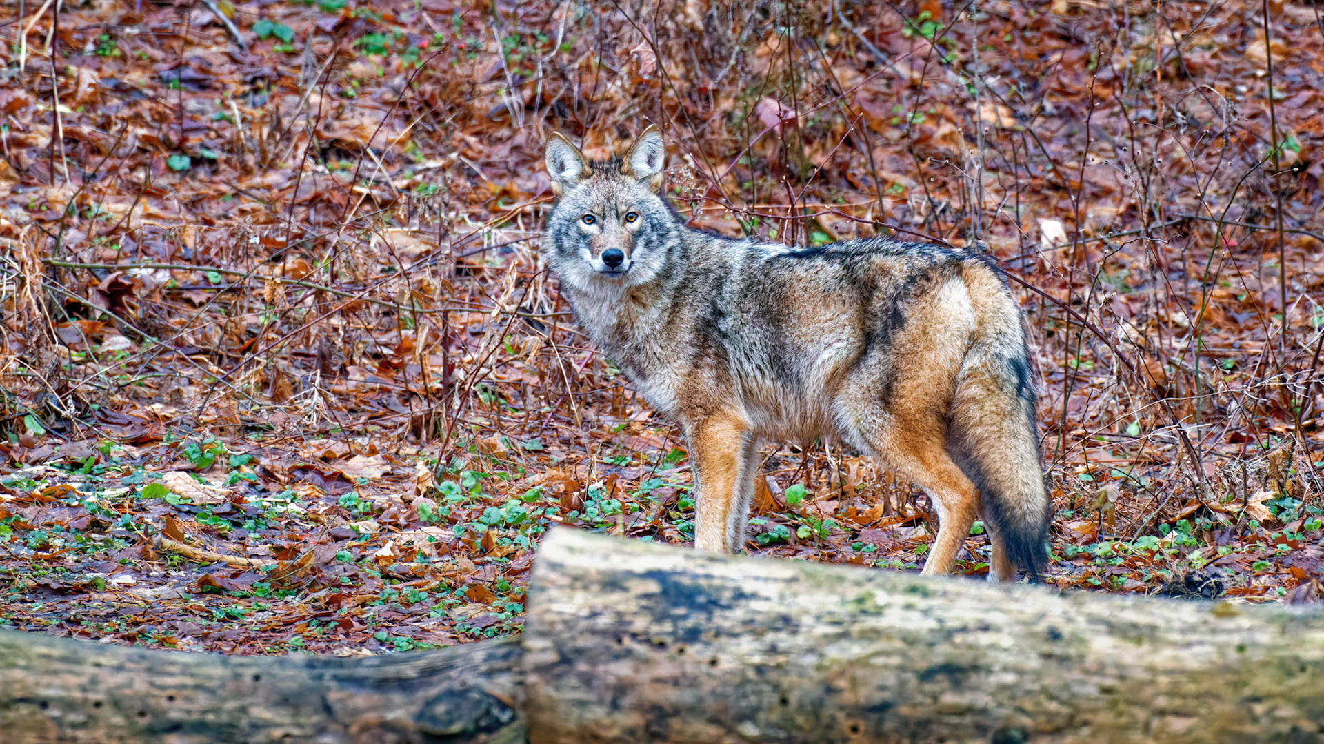 Coyote in Yard #0513