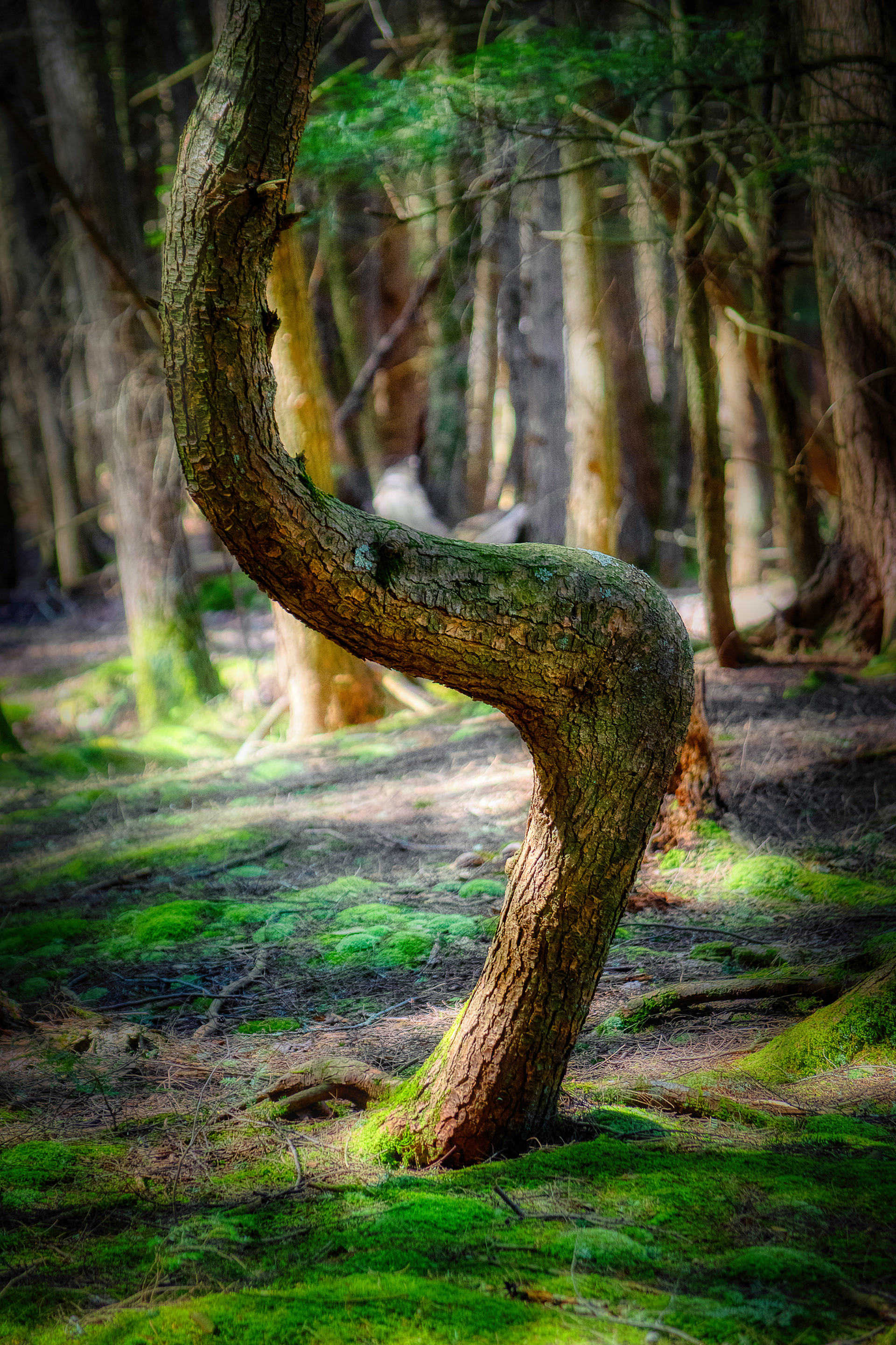 Crooked Tree