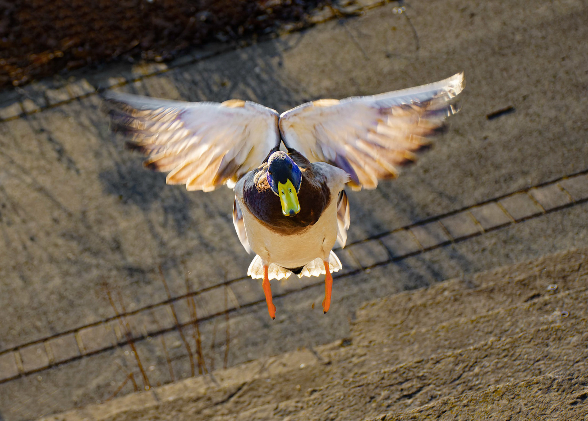 Angel Wings on a Duck