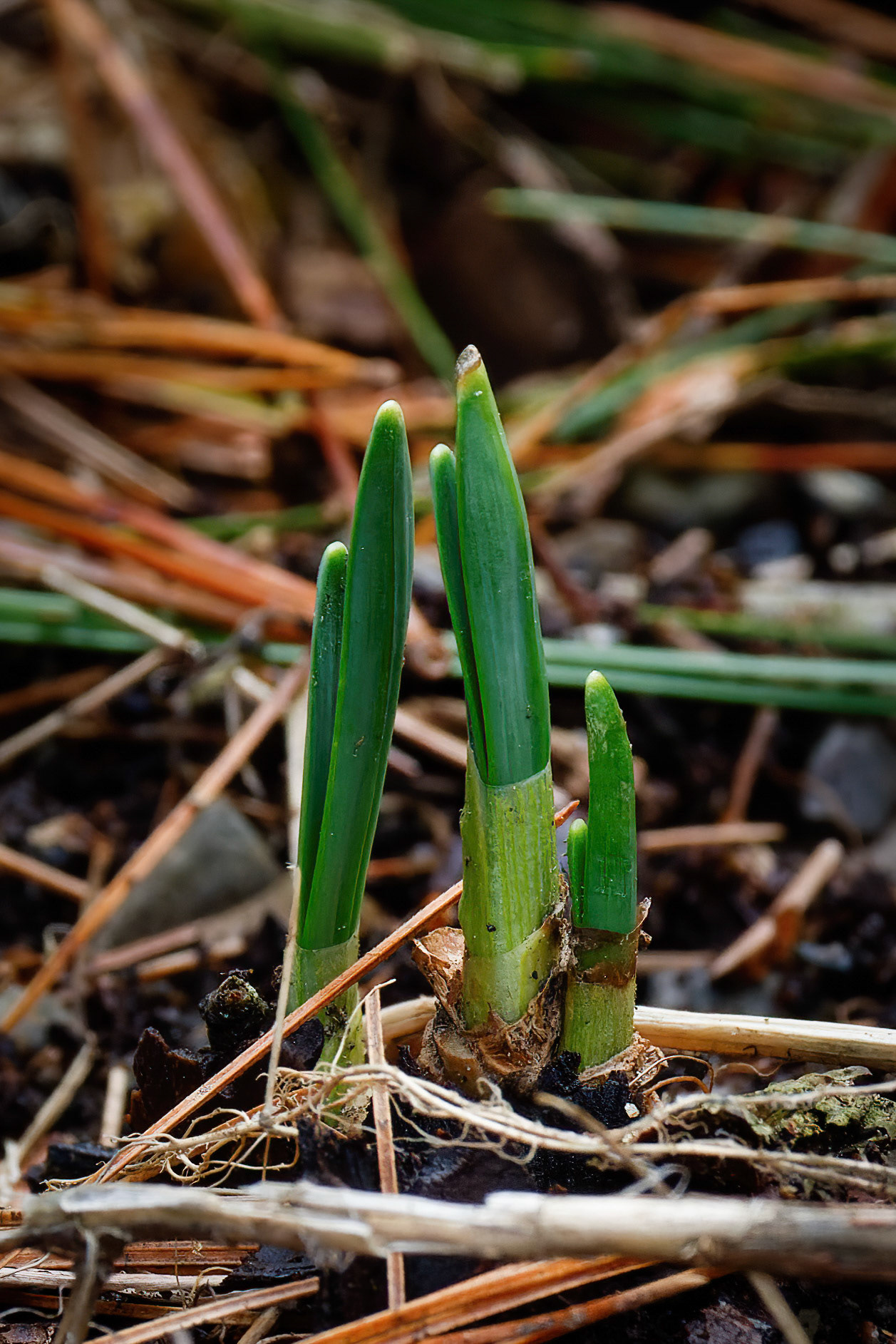New Growth Amongst the Pine Needles